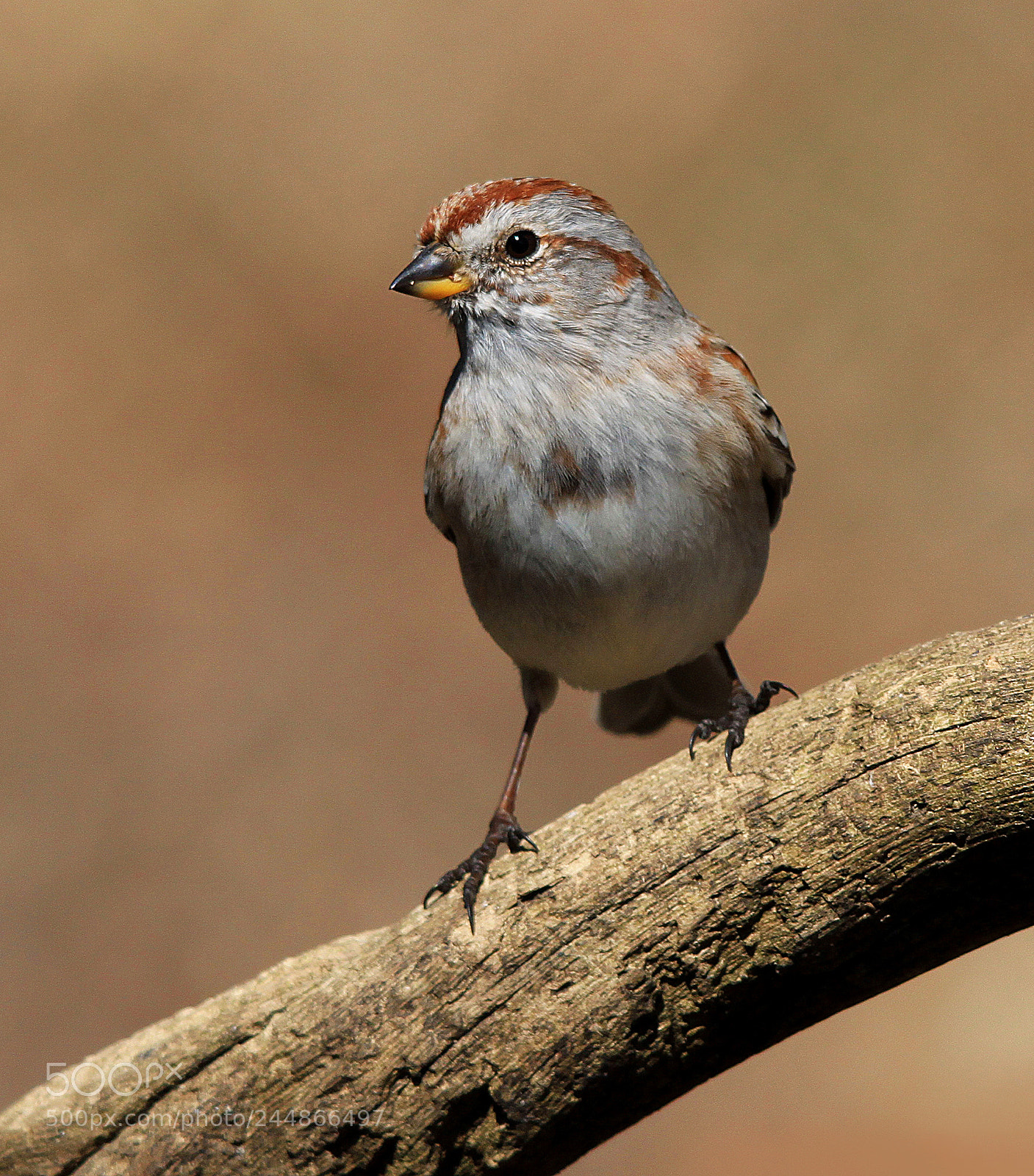 Canon EOS 500D (EOS Rebel T1i / EOS Kiss X3) sample photo. Sparrow on branch photography
