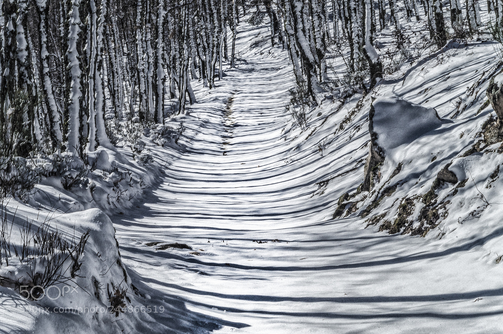 Sony SLT-A57 sample photo. Zebra pathway photography