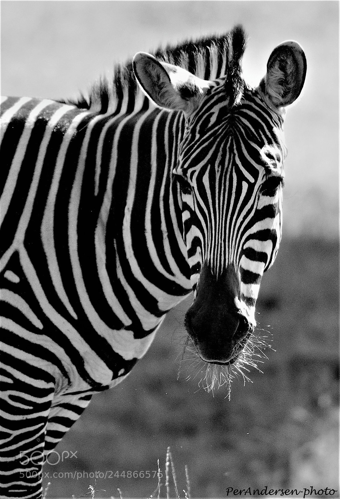 Nikon D7000 sample photo. Zebra photography