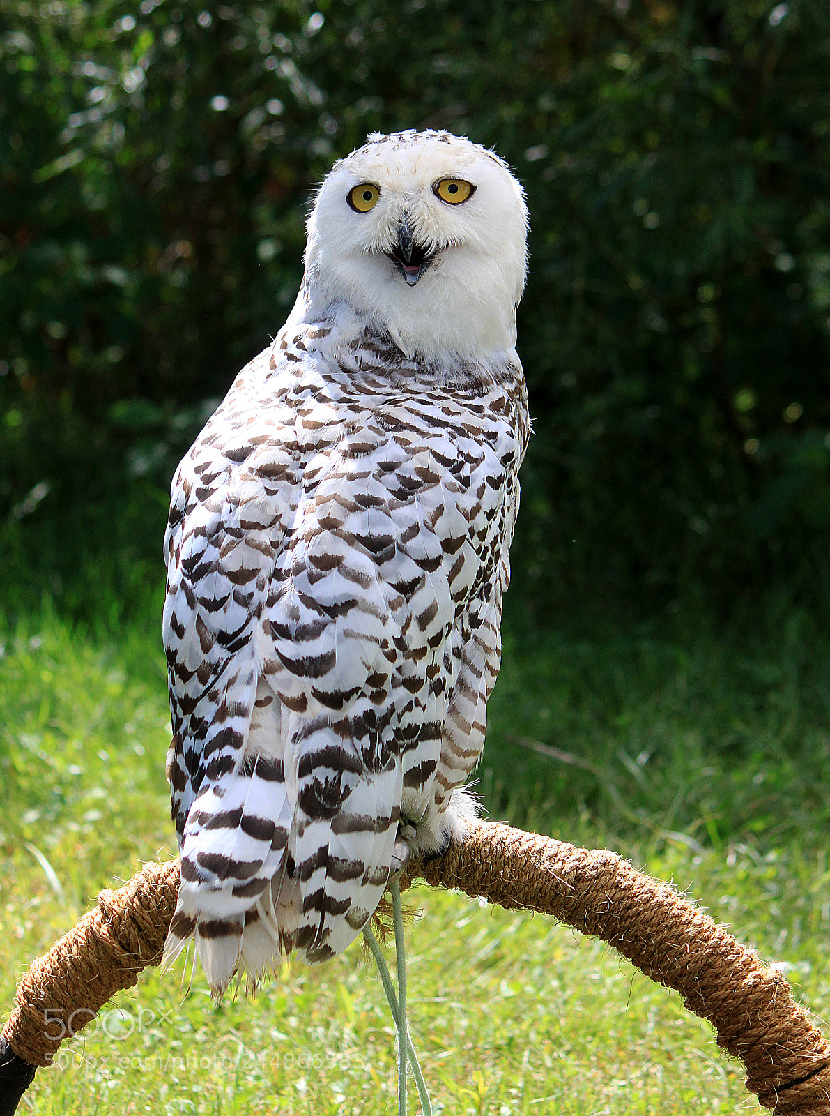Canon EOS 500D (EOS Rebel T1i / EOS Kiss X3) sample photo. Snowy owl photography