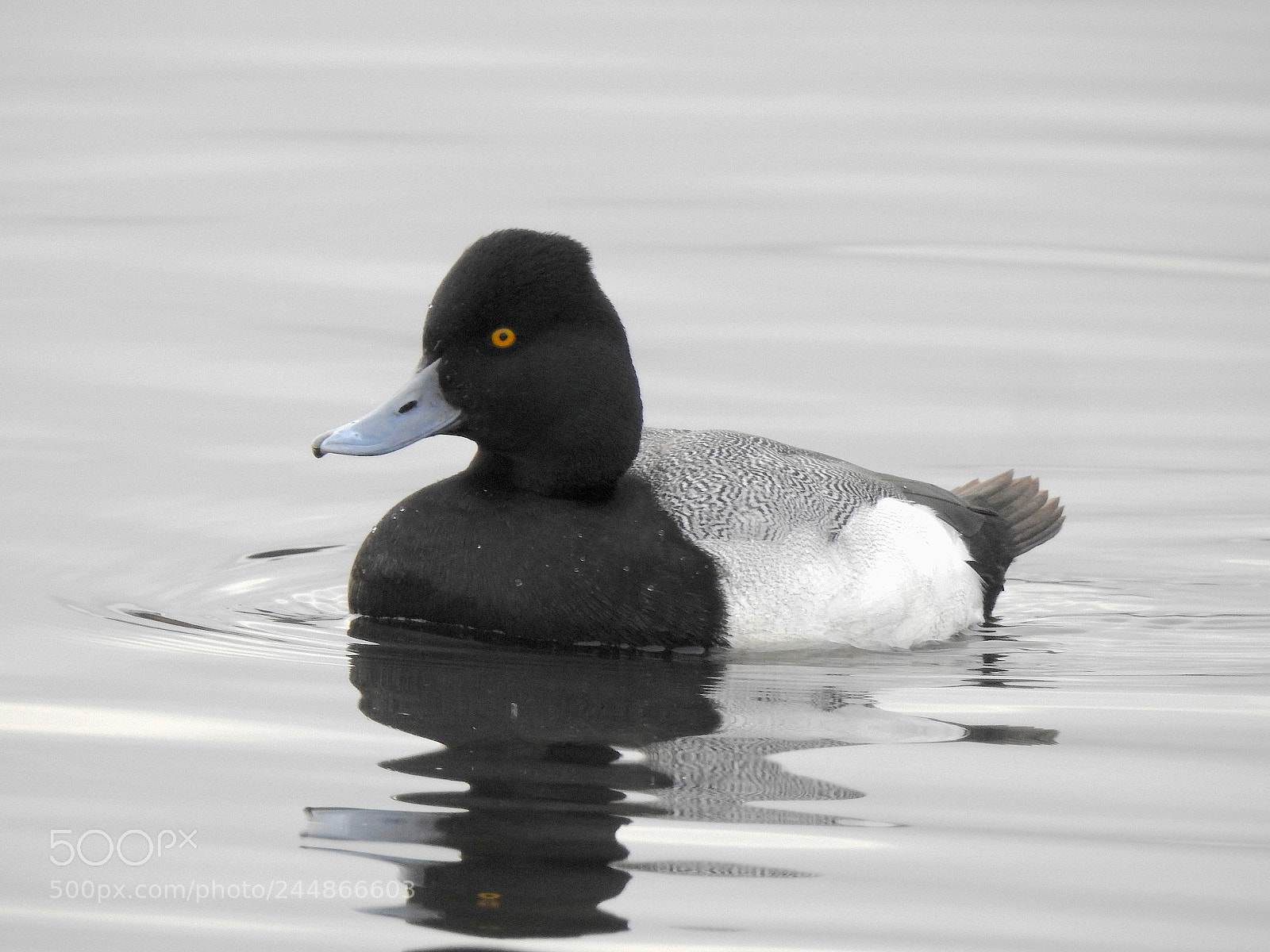 Nikon Coolpix P900 sample photo. Scaup photography