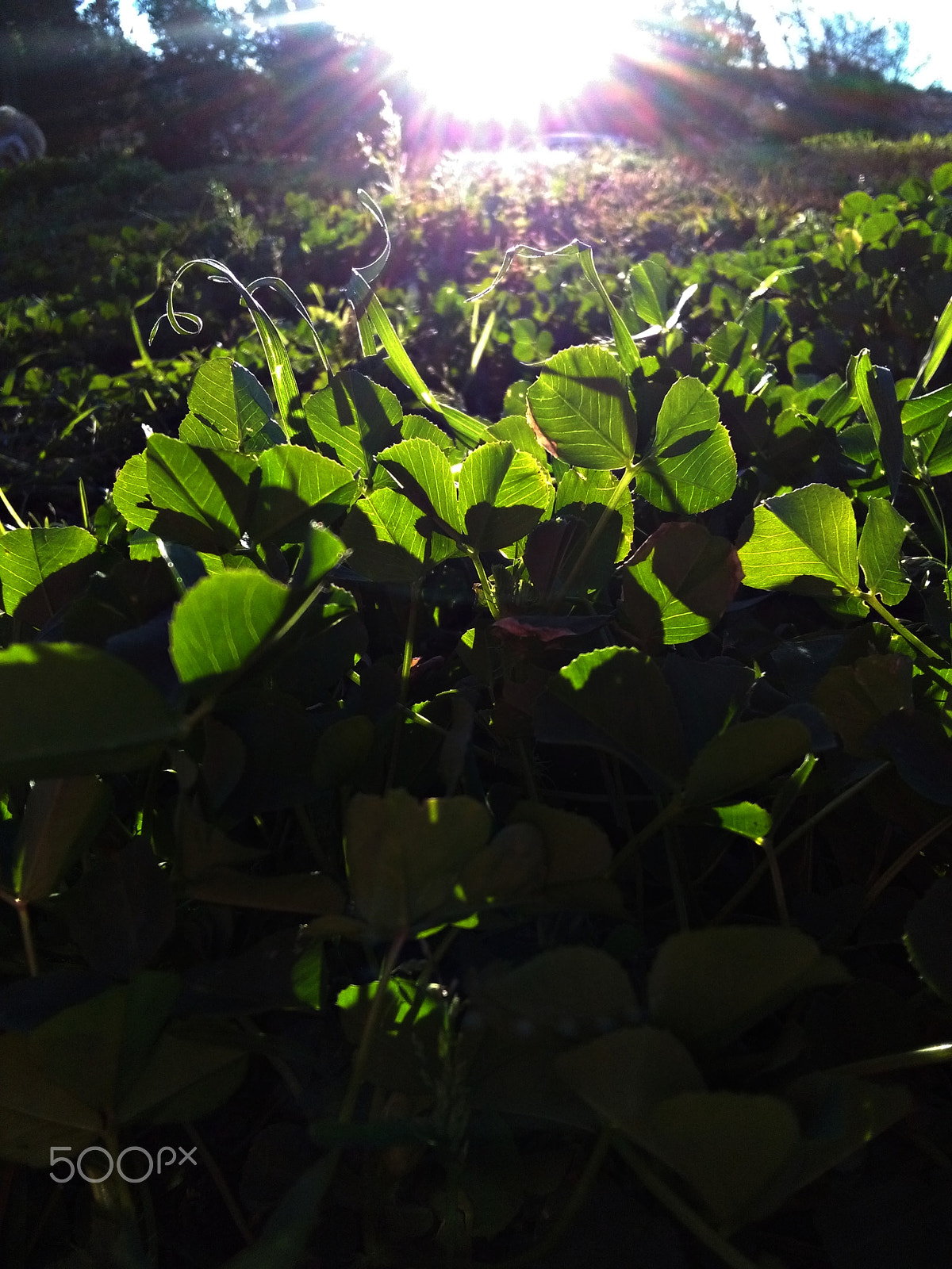 HUAWEI Y6 sample photo. Flare photography