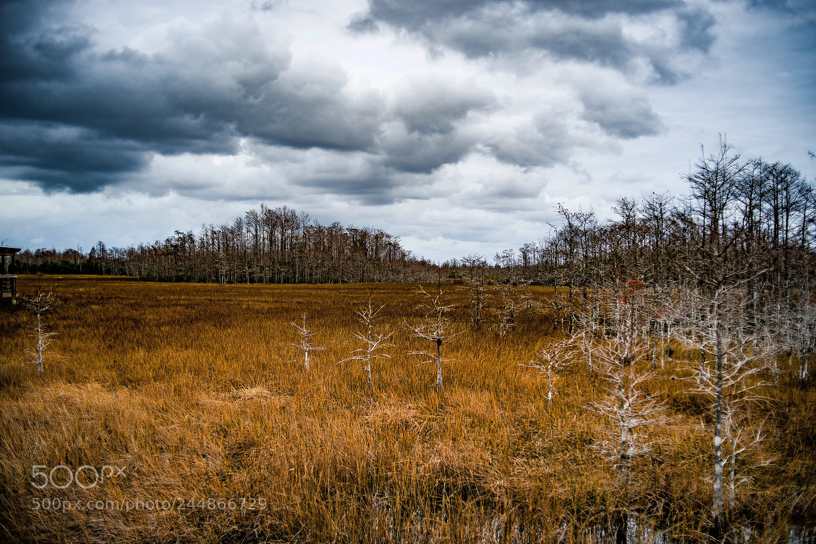 Nikon D800E sample photo. Grassy waters photography