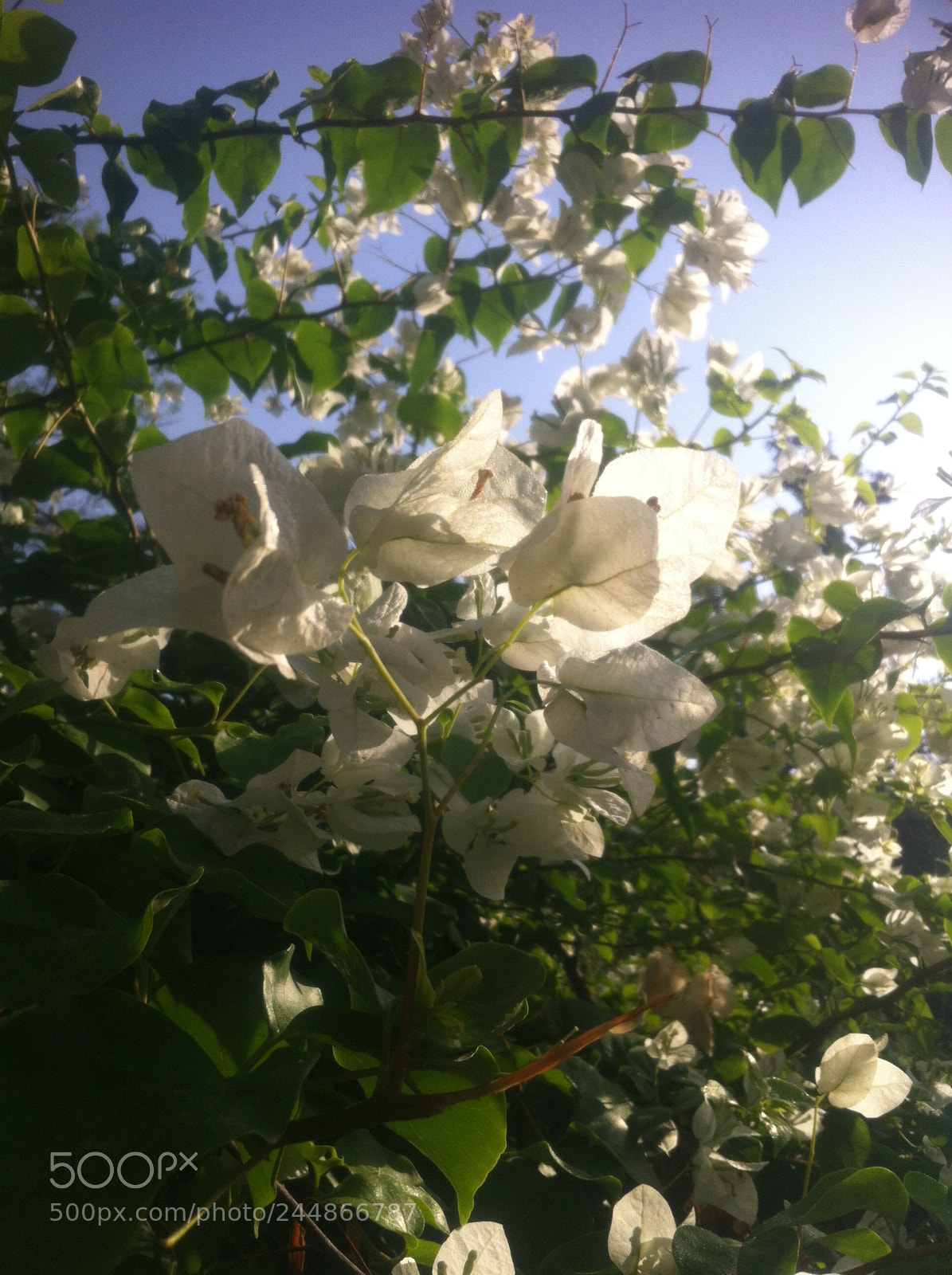 Apple iPhone 4 sample photo. Img photography