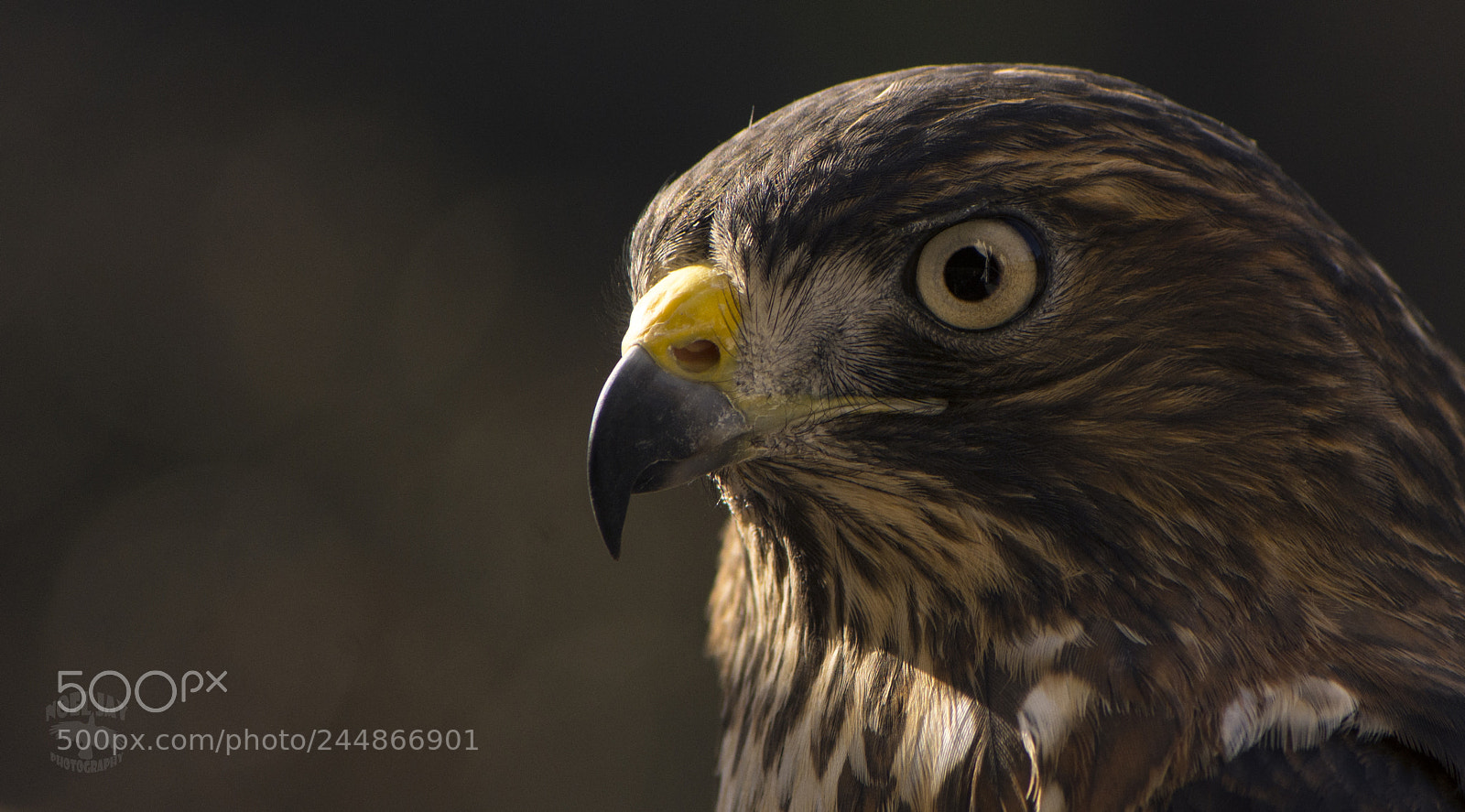 Nikon D7200 sample photo. Red shouldered hawk photography