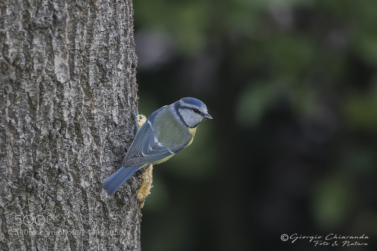 Canon EOS 7D Mark II sample photo. Cinciarelle photography