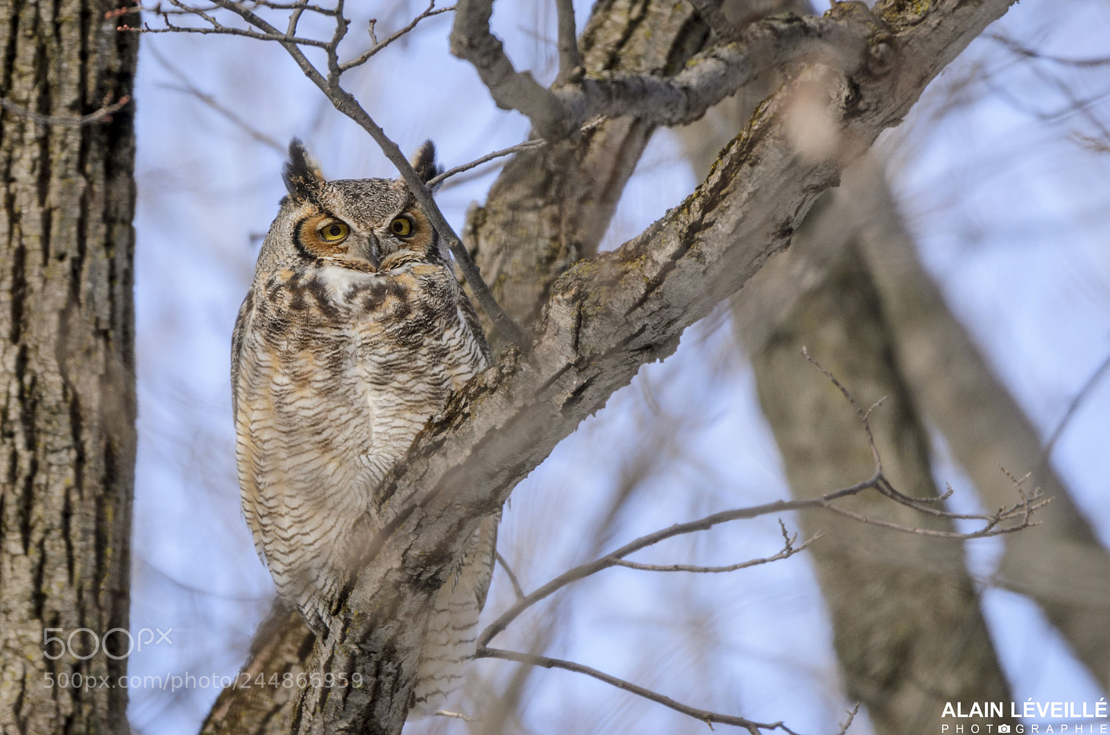 Nikon D7000 sample photo. Grand duc great horned photography