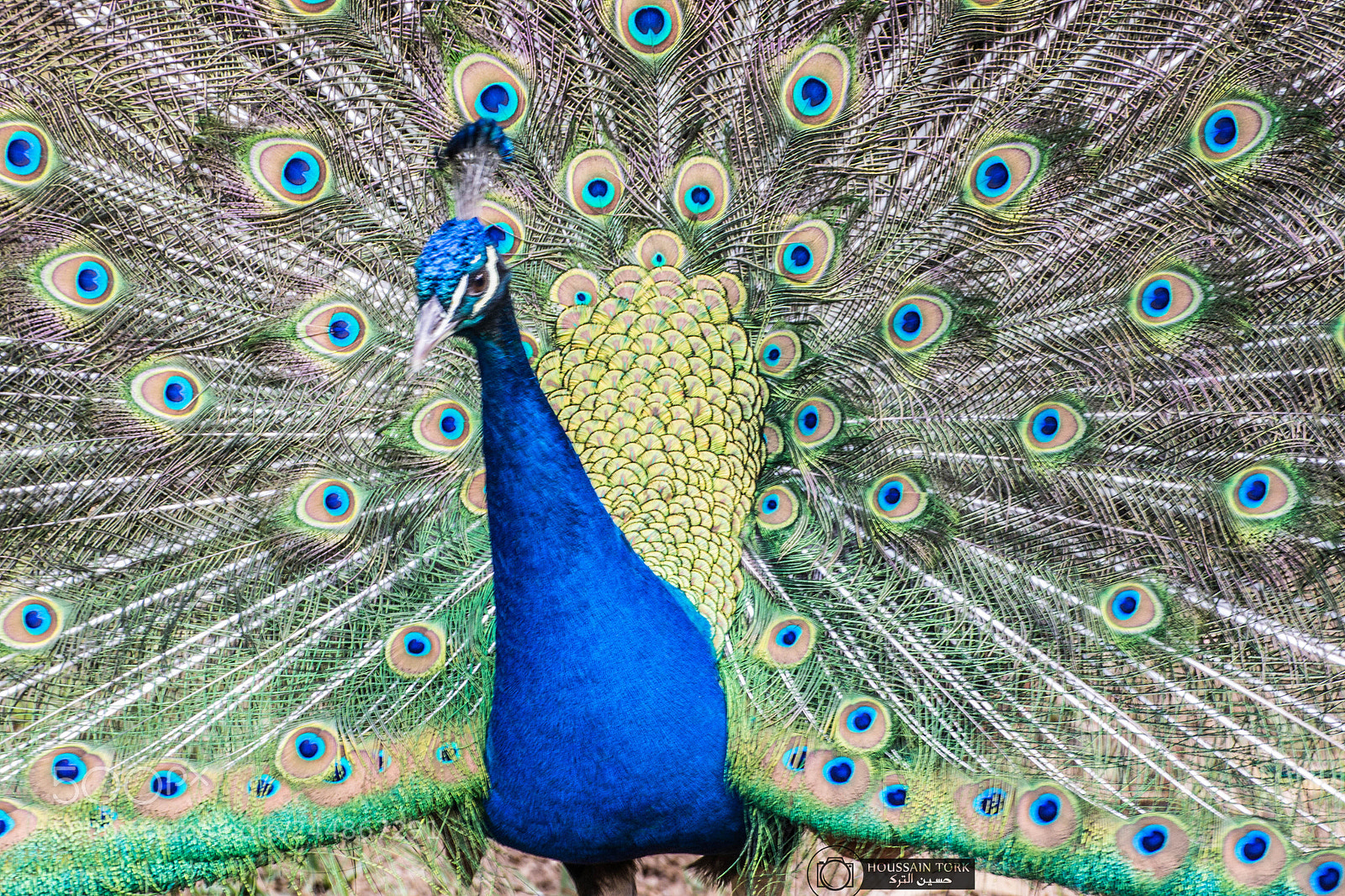 Nikon D3100 sample photo. The most beautiful birds photography