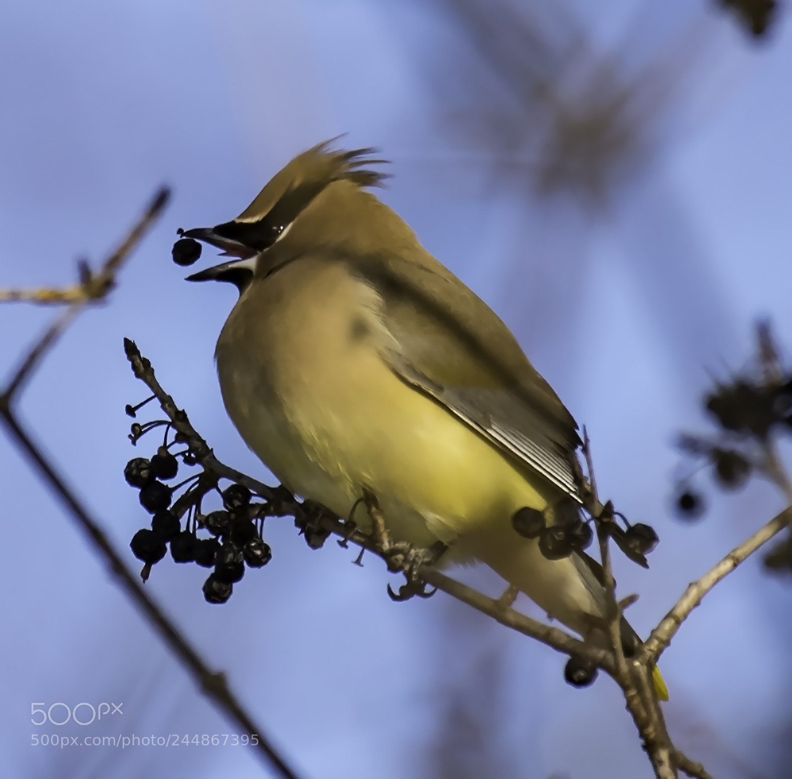 Nikon D810 sample photo. Cedar waxwing photography