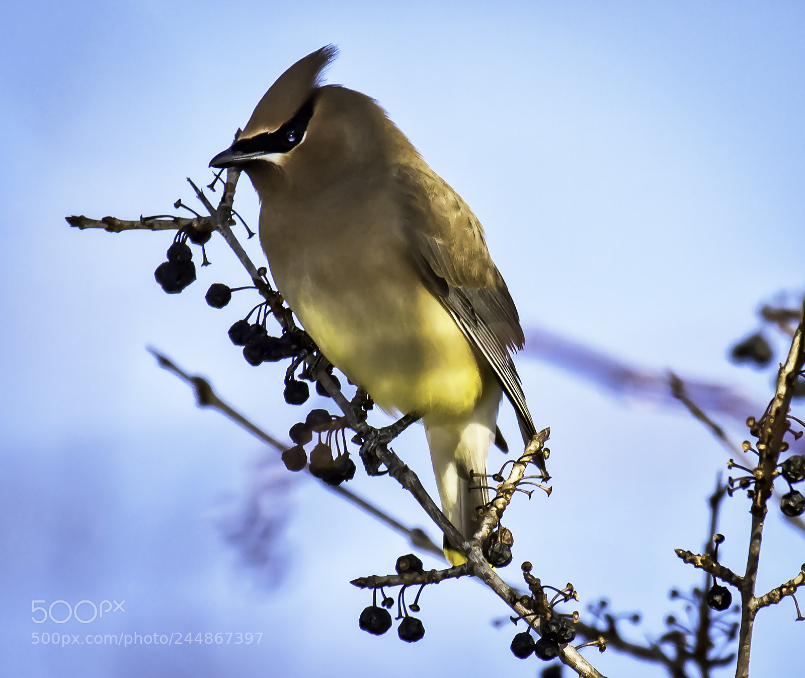 Nikon D810 sample photo. Cedar waxwing photography
