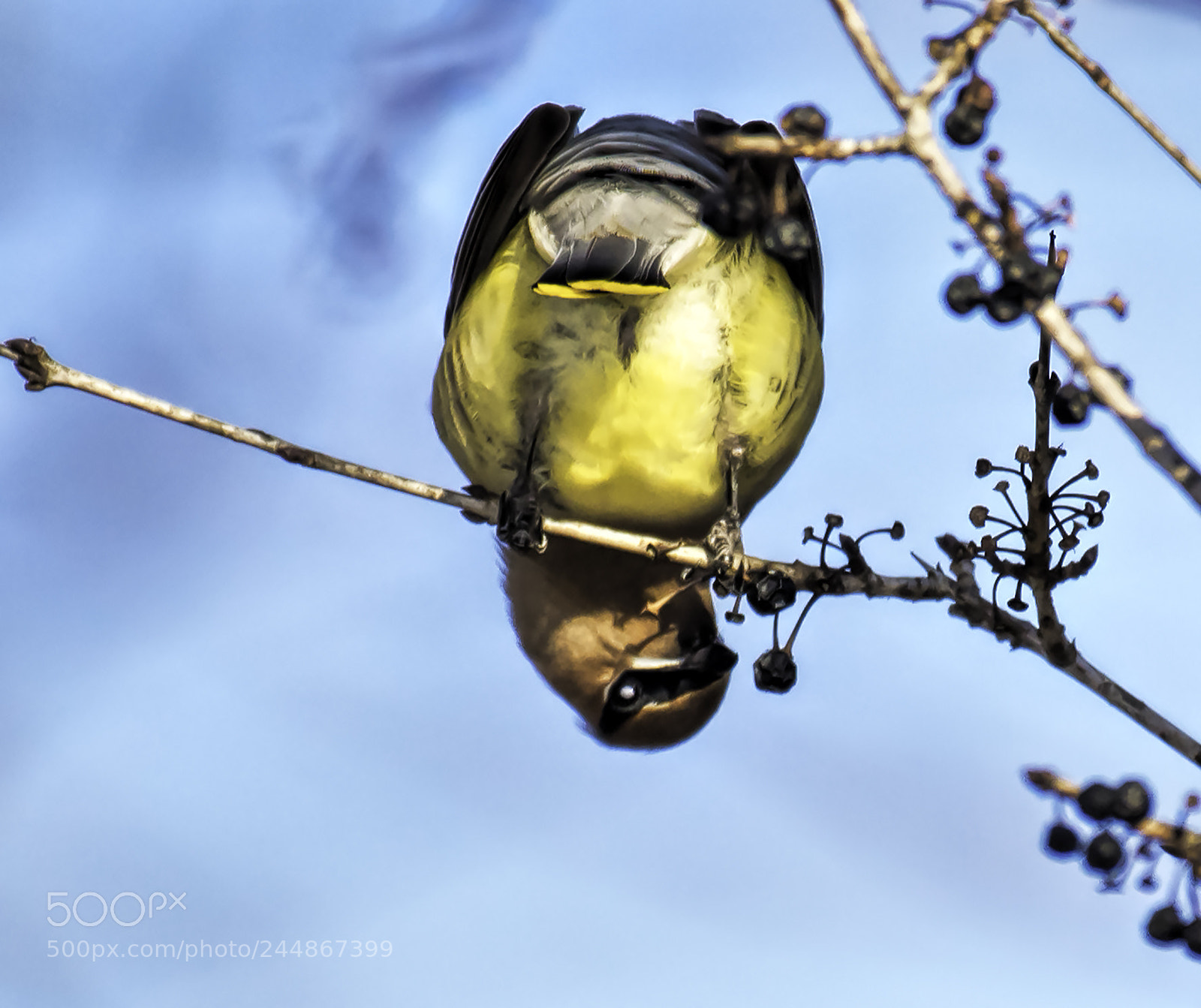 Nikon D810 sample photo. Cedar waxwing photography