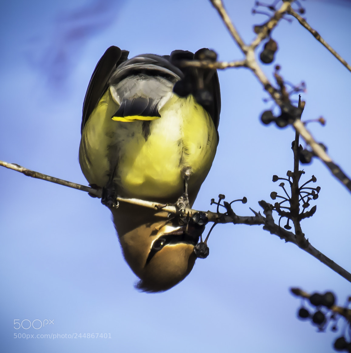 Nikon D810 sample photo. Cedar waxwing photography