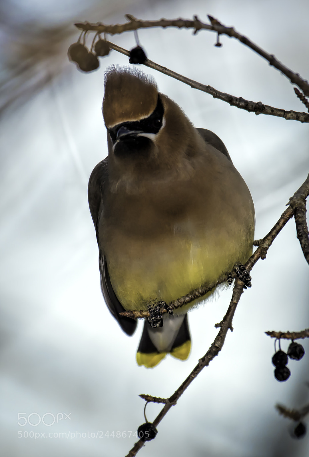 Nikon D810 sample photo. Cedar waxwing photography