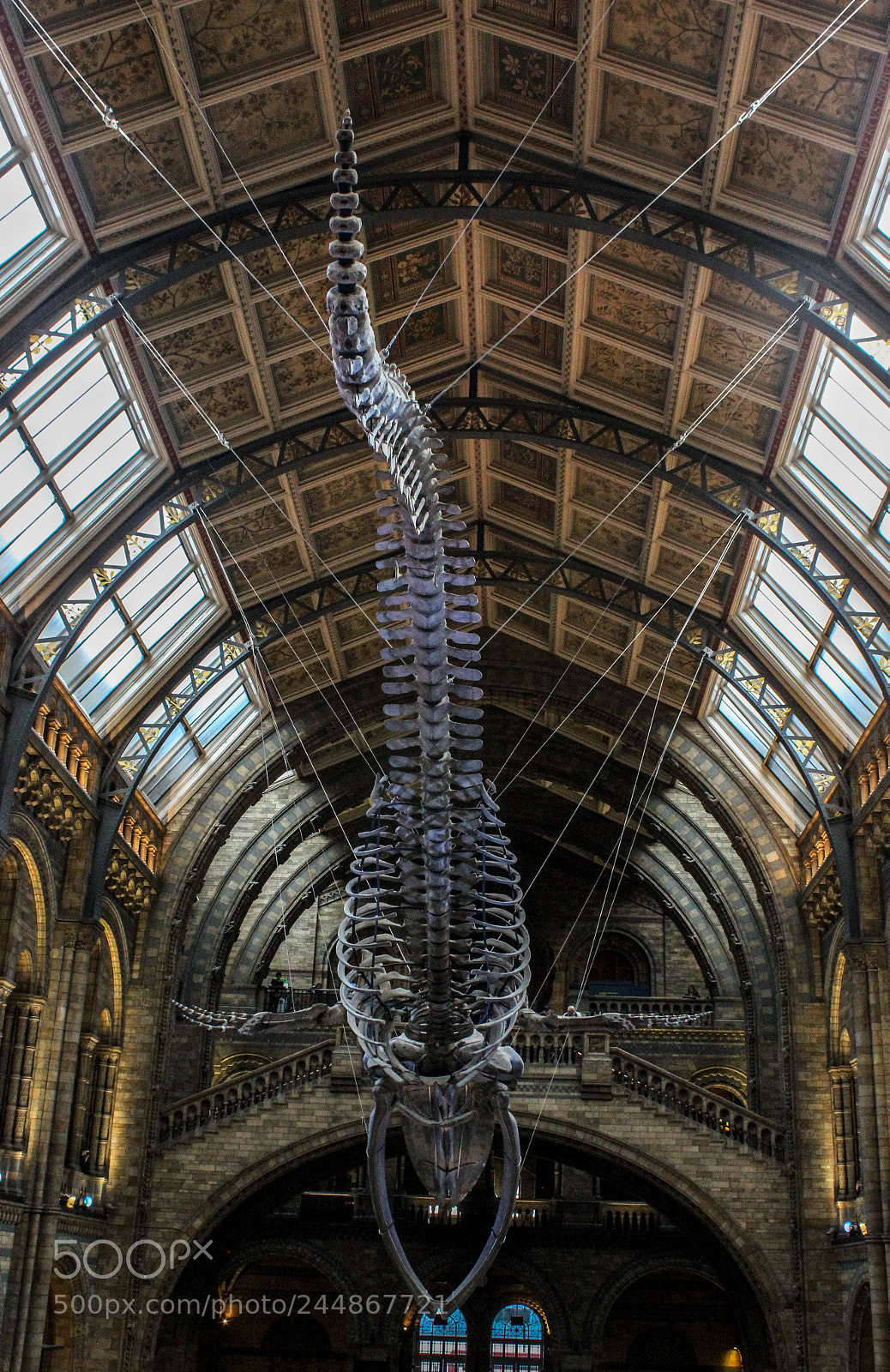 Canon EOS 600D (Rebel EOS T3i / EOS Kiss X5) sample photo. Whale. photography
