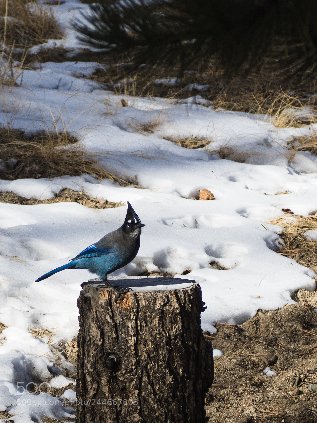 Olympus OM-D E-M10 sample photo. Stellars jay photography