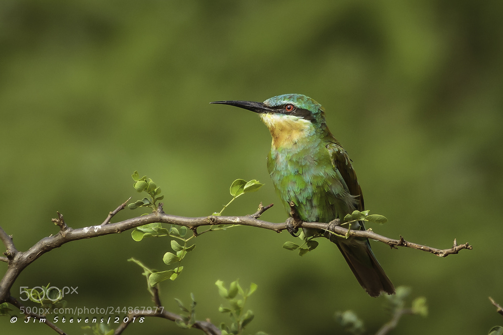 Canon EOS-1D X sample photo. Blue-breasted bee eater merops photography