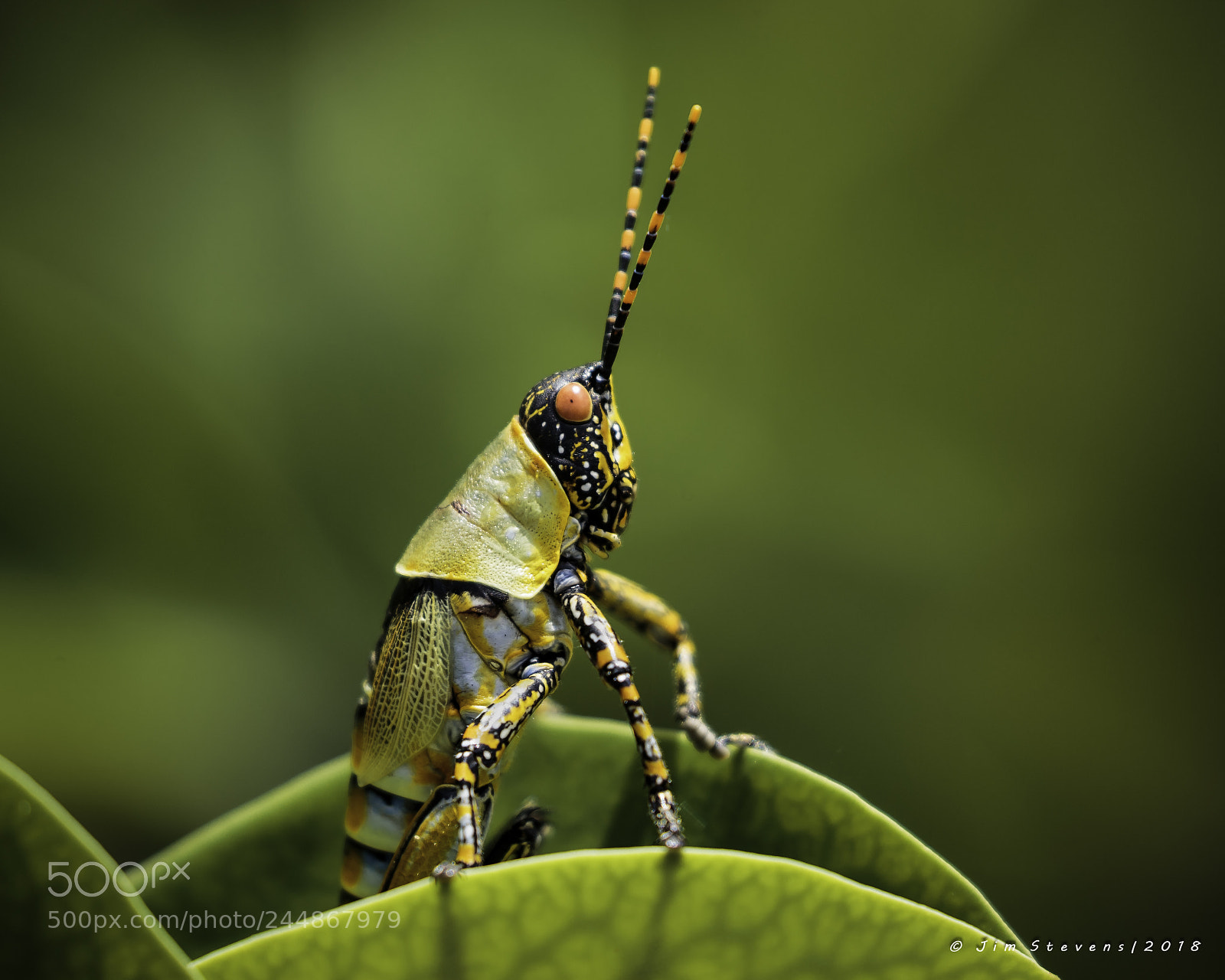 Canon EOS-1D X sample photo. Grasshopper photography