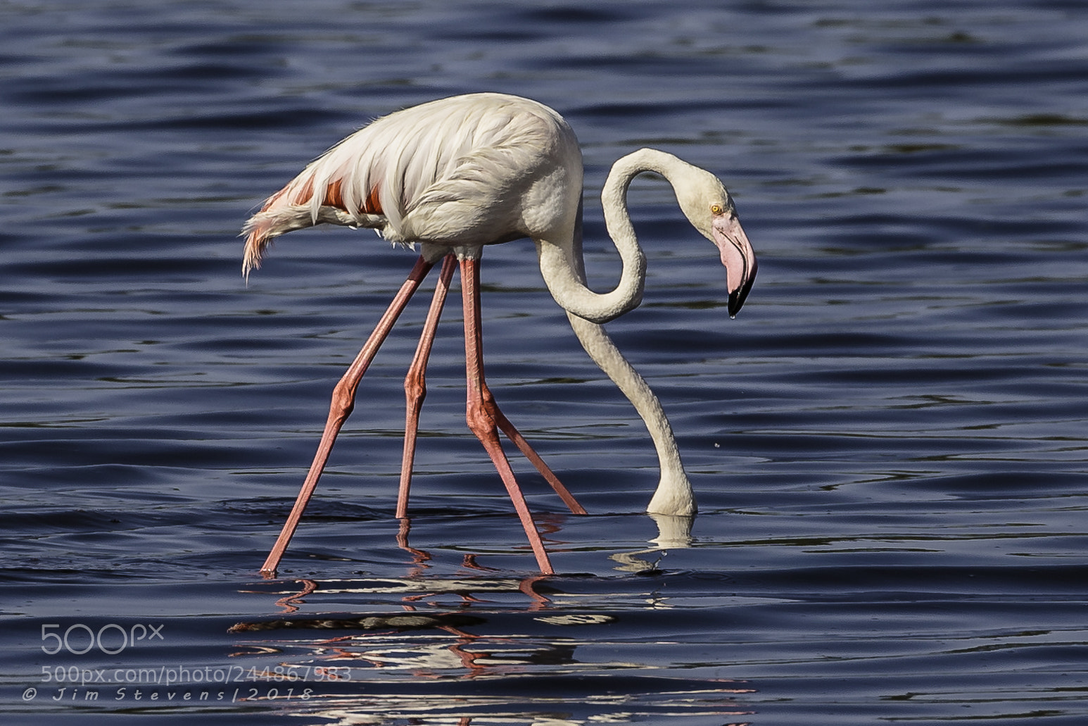 Canon EOS-1D X sample photo. Greater flamingo (phoenicopterus roseus) photography