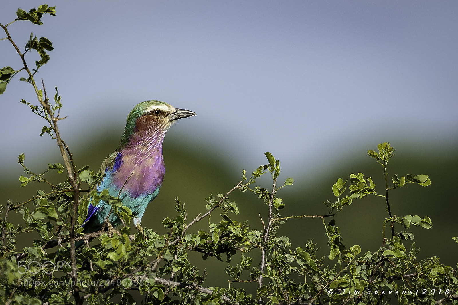 Canon EOS-1D X sample photo. Lilac breasted roller coracias photography