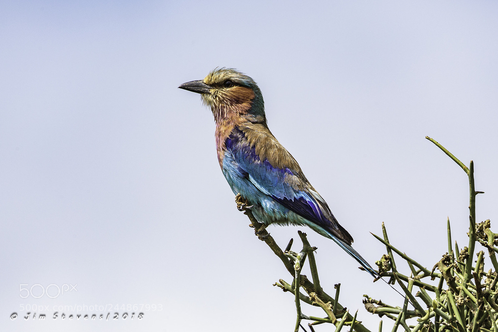 Canon EOS-1D X sample photo. Lilac breasted roller coracias photography