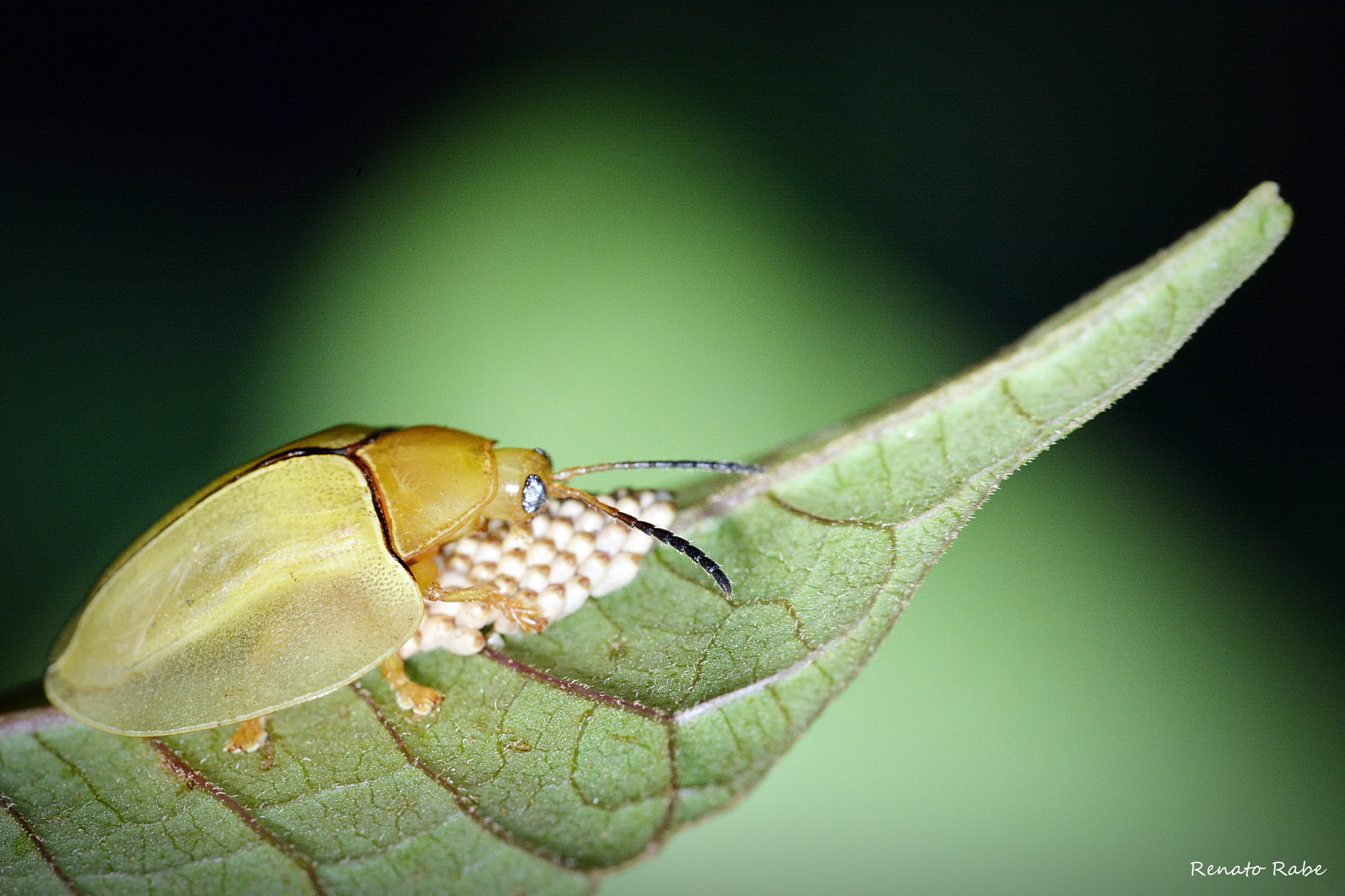 Nikon D5200 + Sigma 105mm F2.8 EX DG OS HSM sample photo