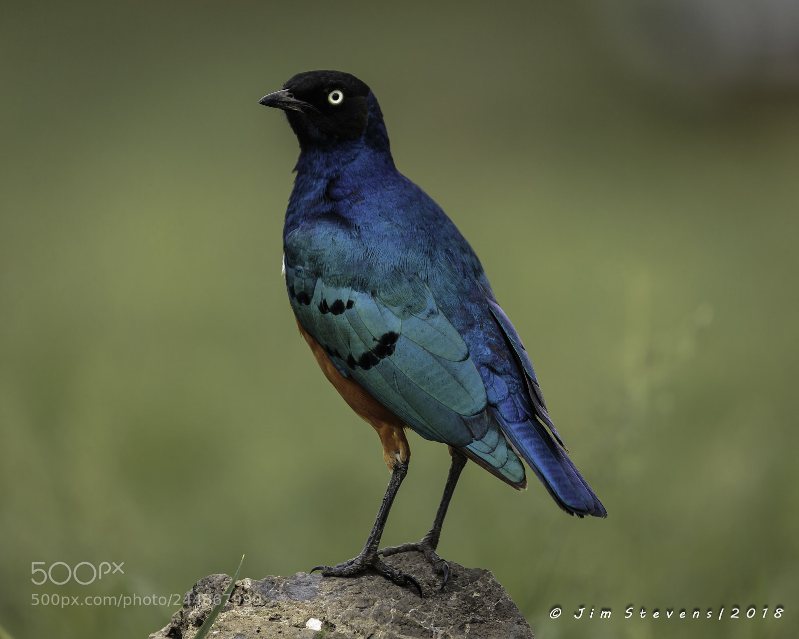 Canon EOS-1D X sample photo. Superb starling (lamprotornis superbus) photography