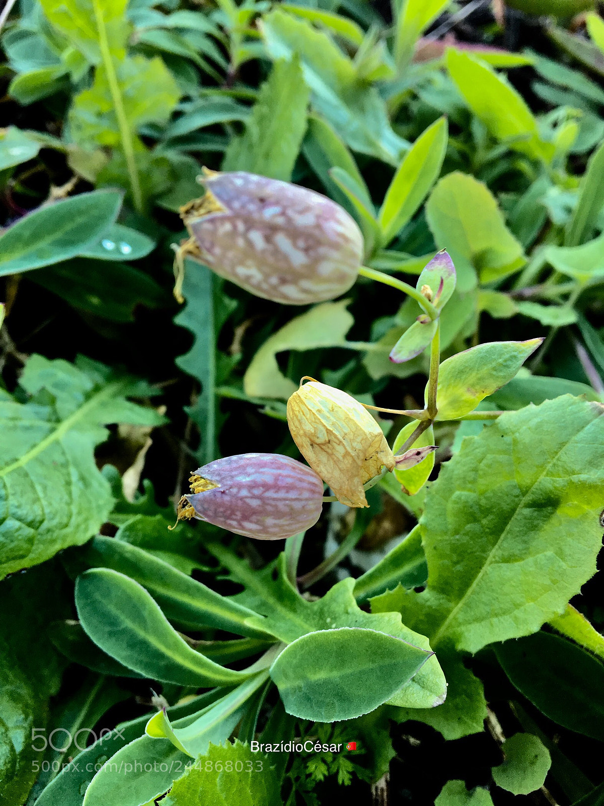 Apple iPhone 6s sample photo. Untitled photography
