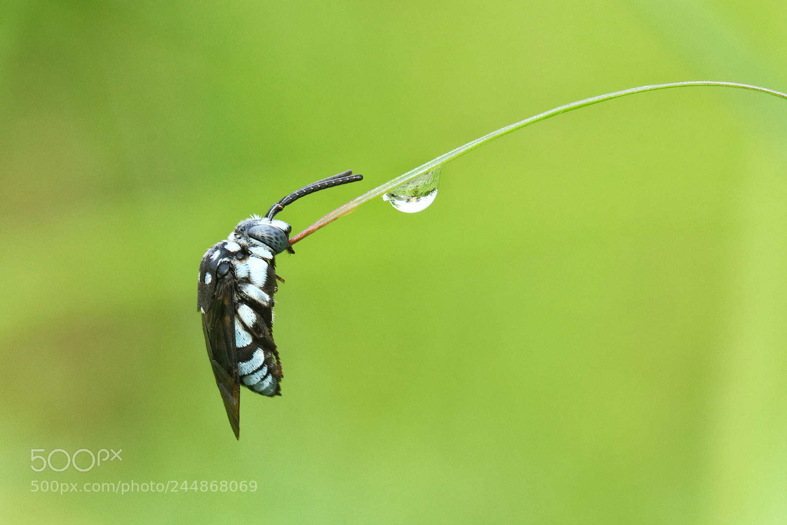 Canon EOS M5 sample photo. Macro photography