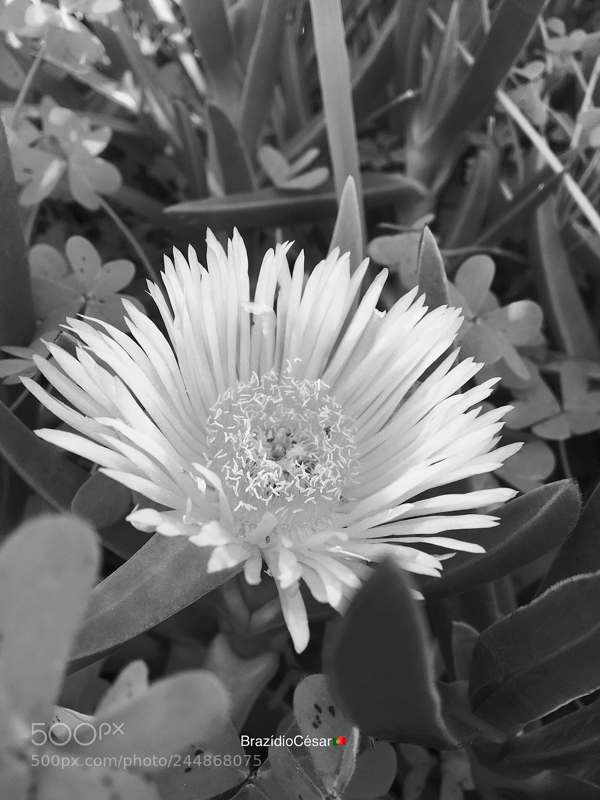 Apple iPhone 6s sample photo. Untitled photography