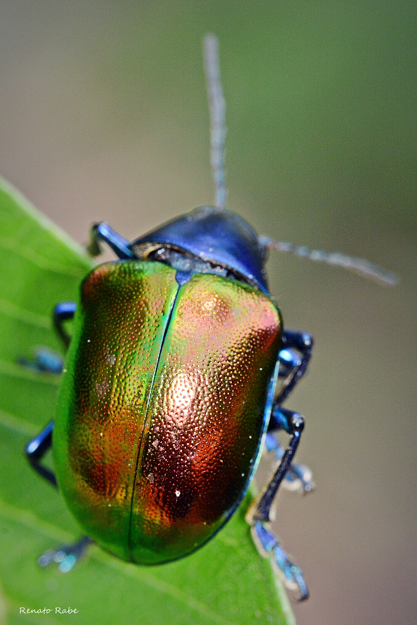 Nikon D5200 + Sigma 105mm F2.8 EX DG OS HSM sample photo