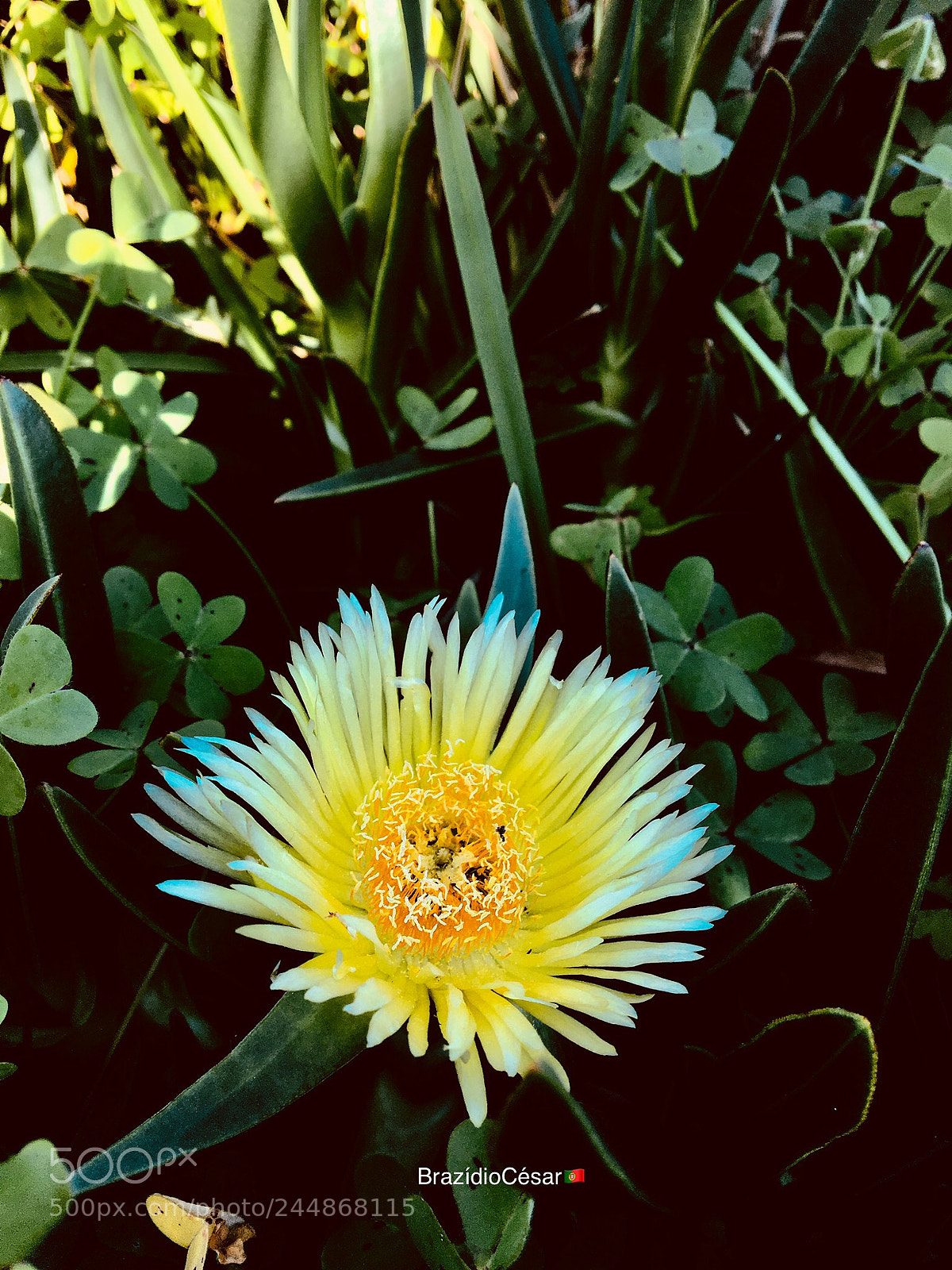Apple iPhone 6s sample photo. Untitled photography