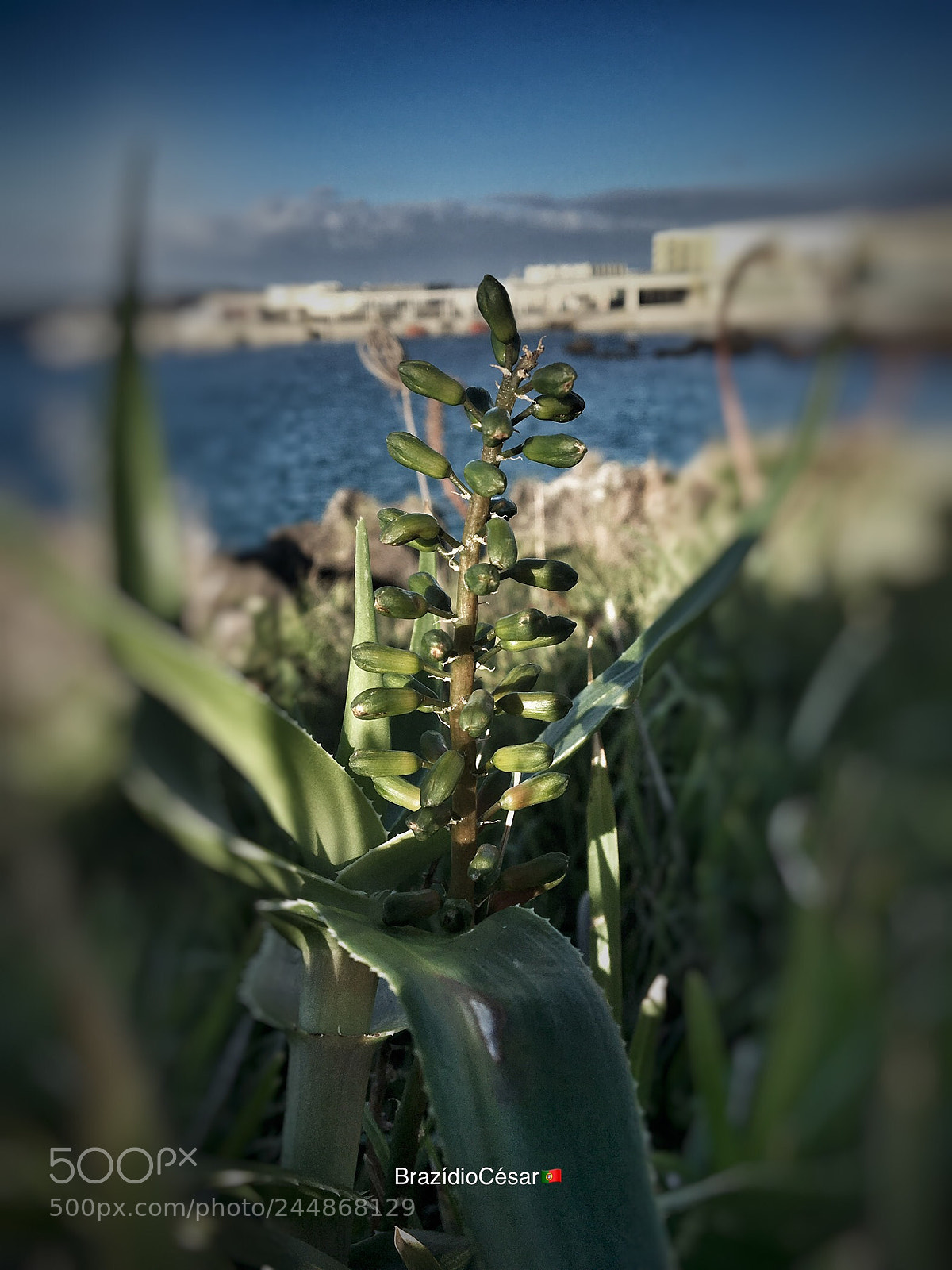 Apple iPhone 6s sample photo. Untitled photography