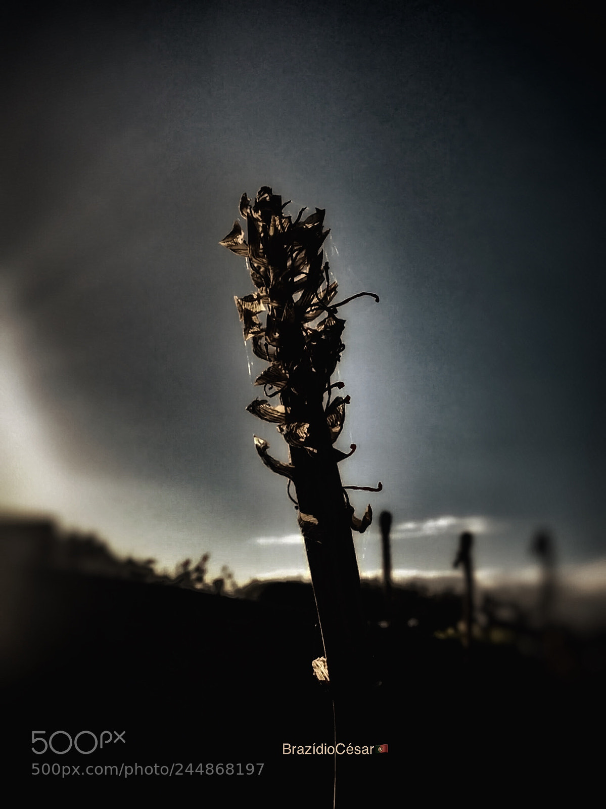 Apple iPhone 6s sample photo. Untitled photography