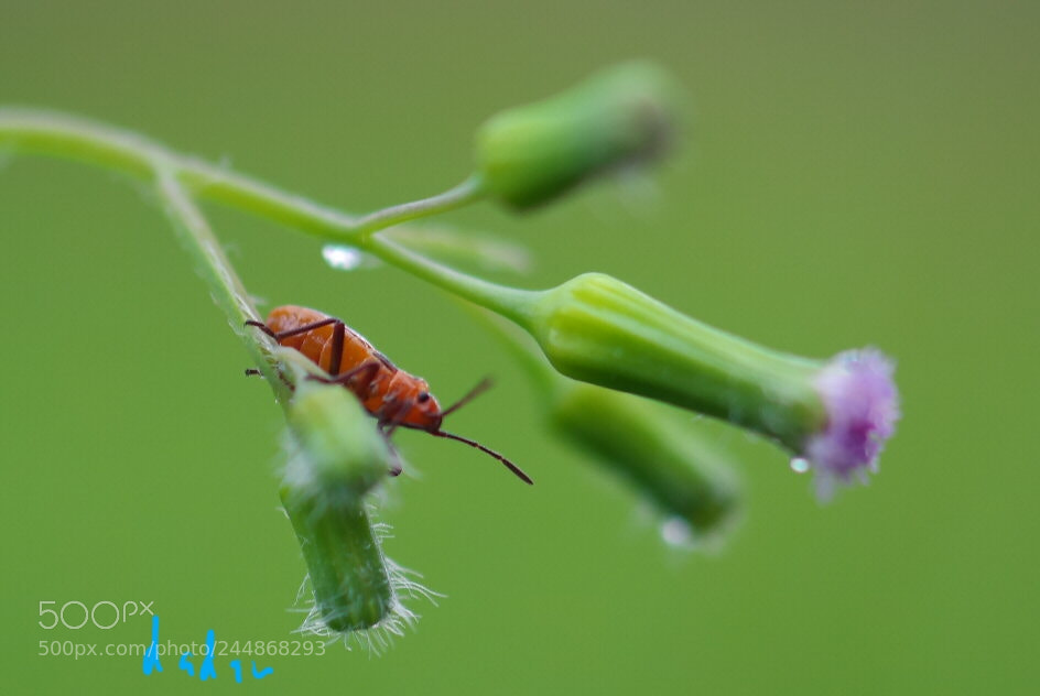 Samsung NX30 sample photo. Worry photography