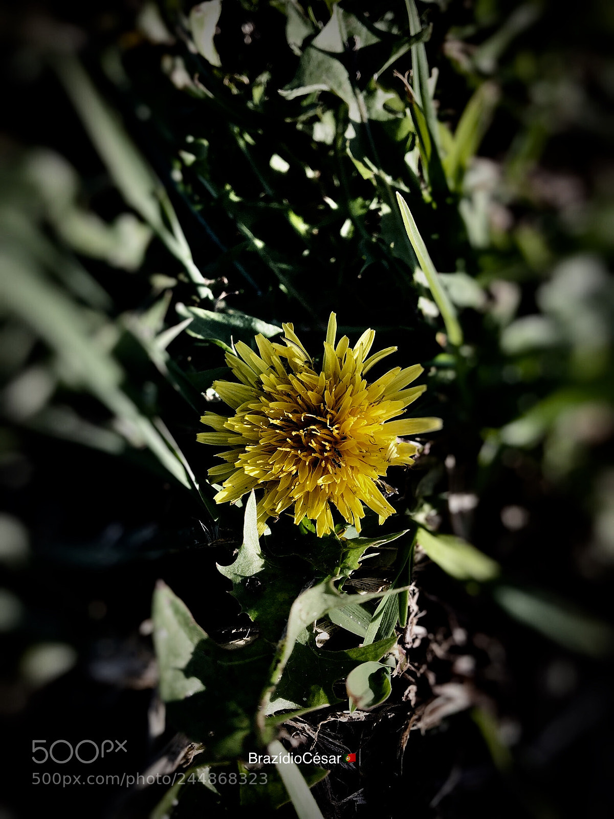 Apple iPhone 6s sample photo. Untitled photography