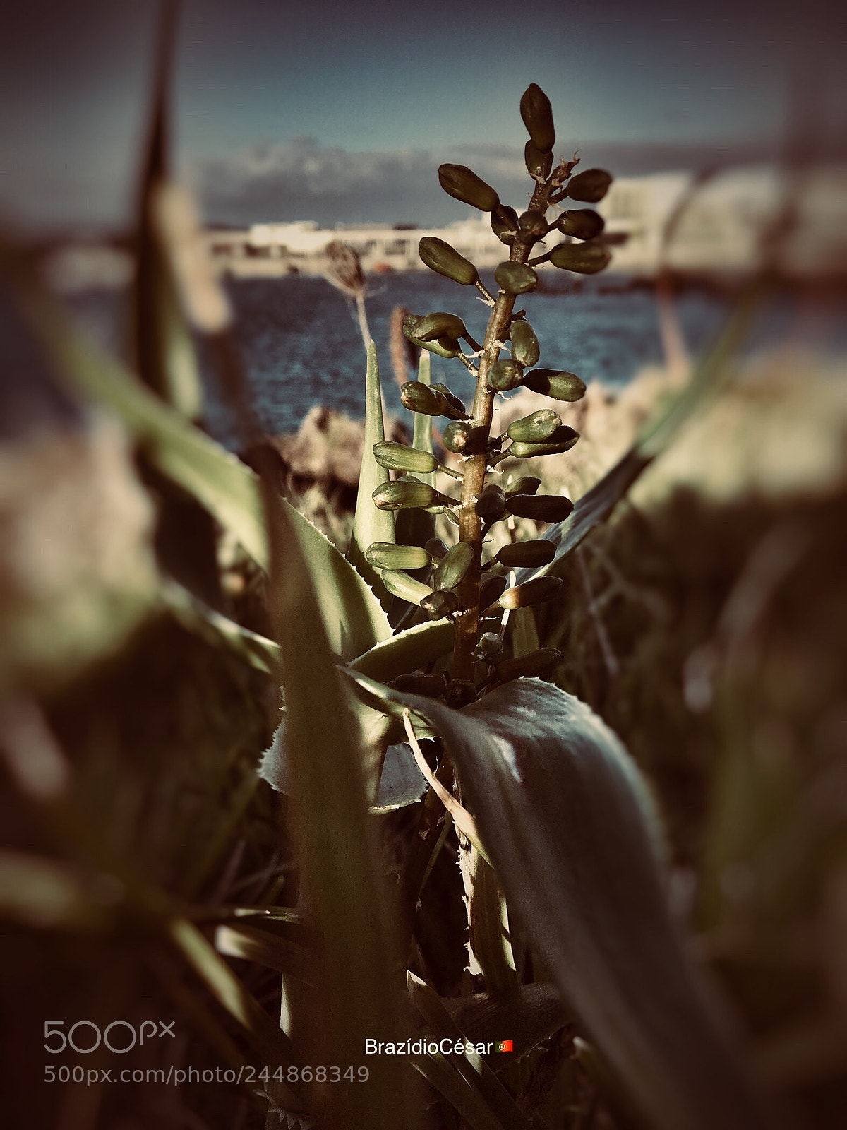 Apple iPhone 6s sample photo. Untitled photography