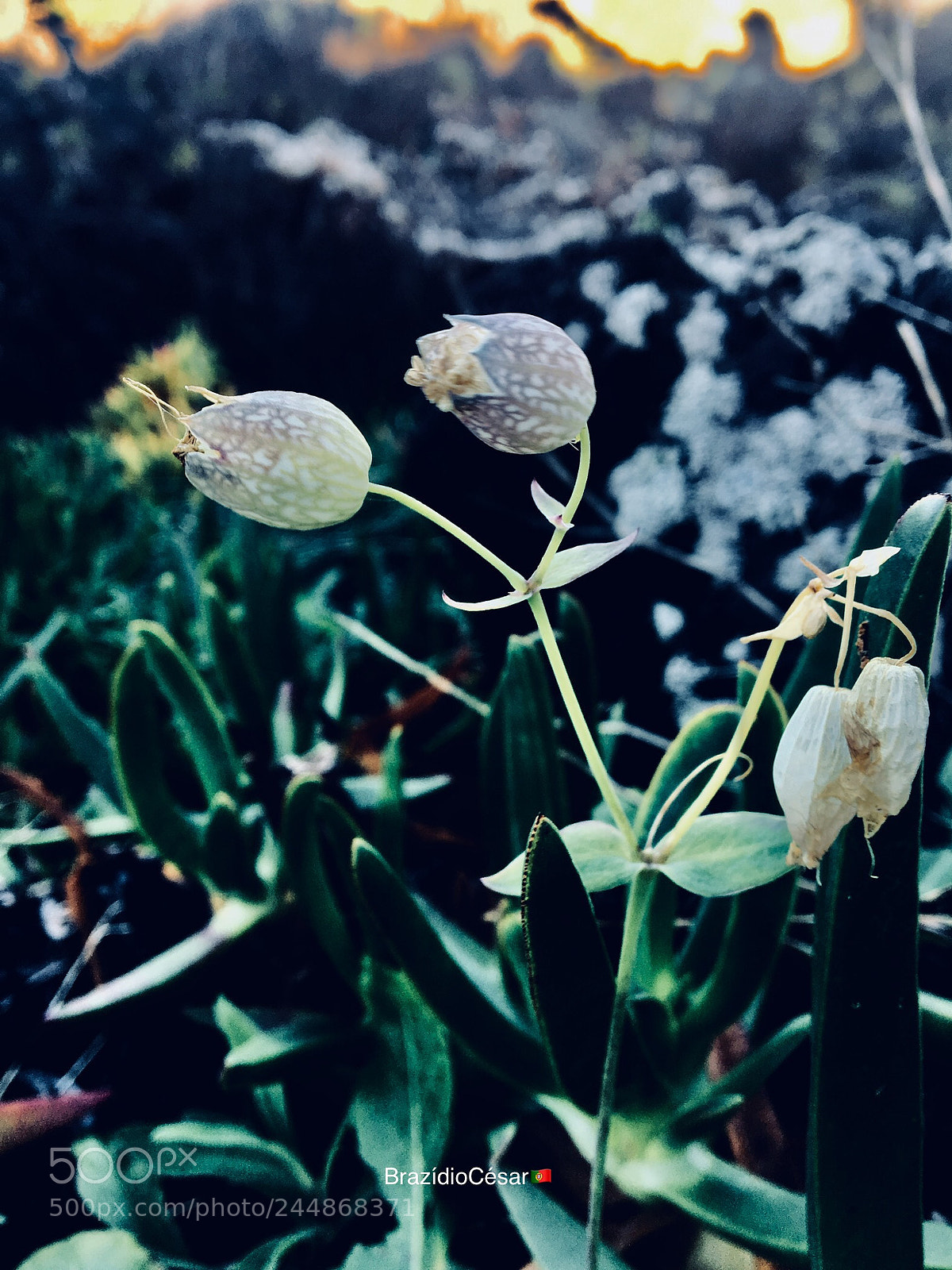 Apple iPhone 6s sample photo. Untitled photography