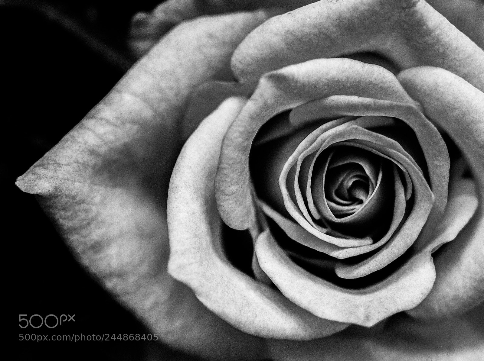 Olympus OM-D E-M1 sample photo. Roses photography