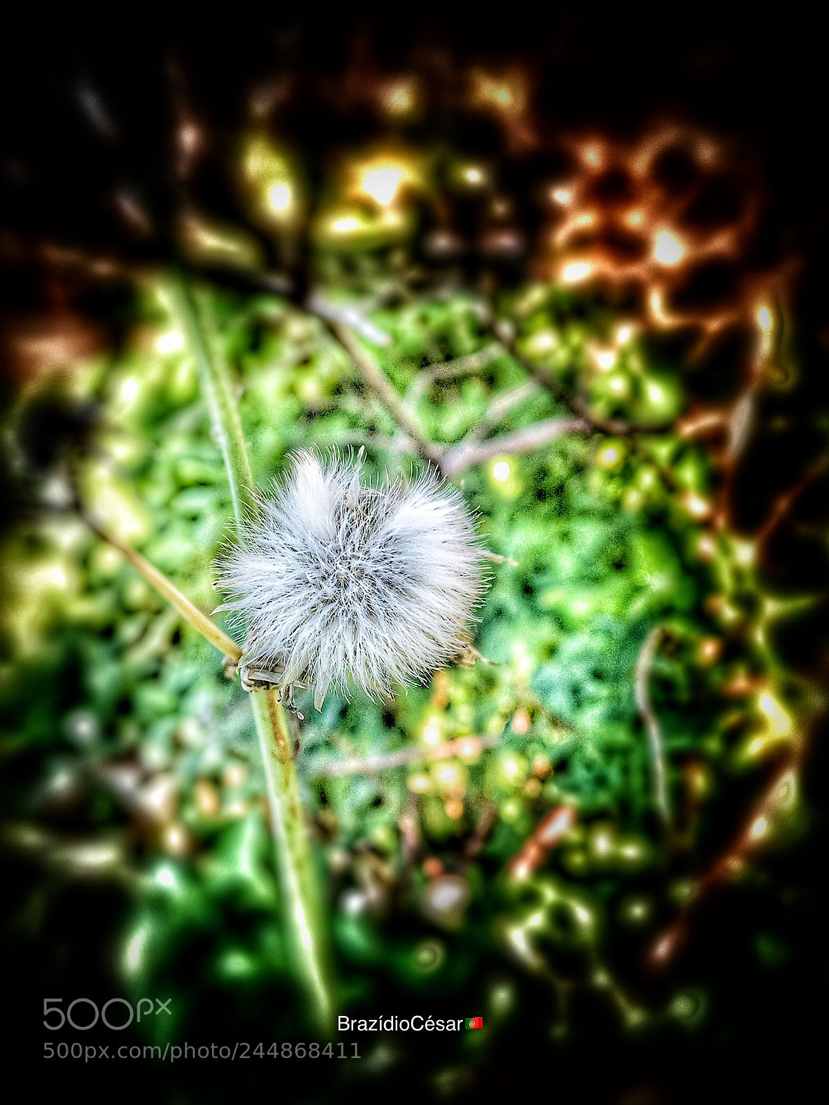 Apple iPhone 6s sample photo. Untitled photography
