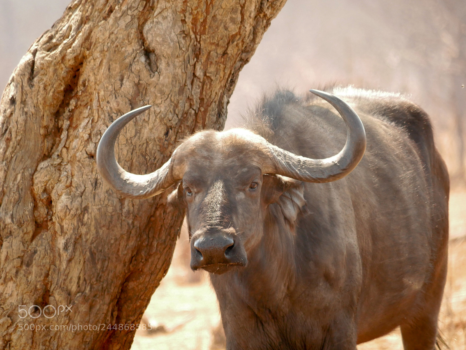 Panasonic DMC-G70 sample photo. Buffalo on sunrise photography