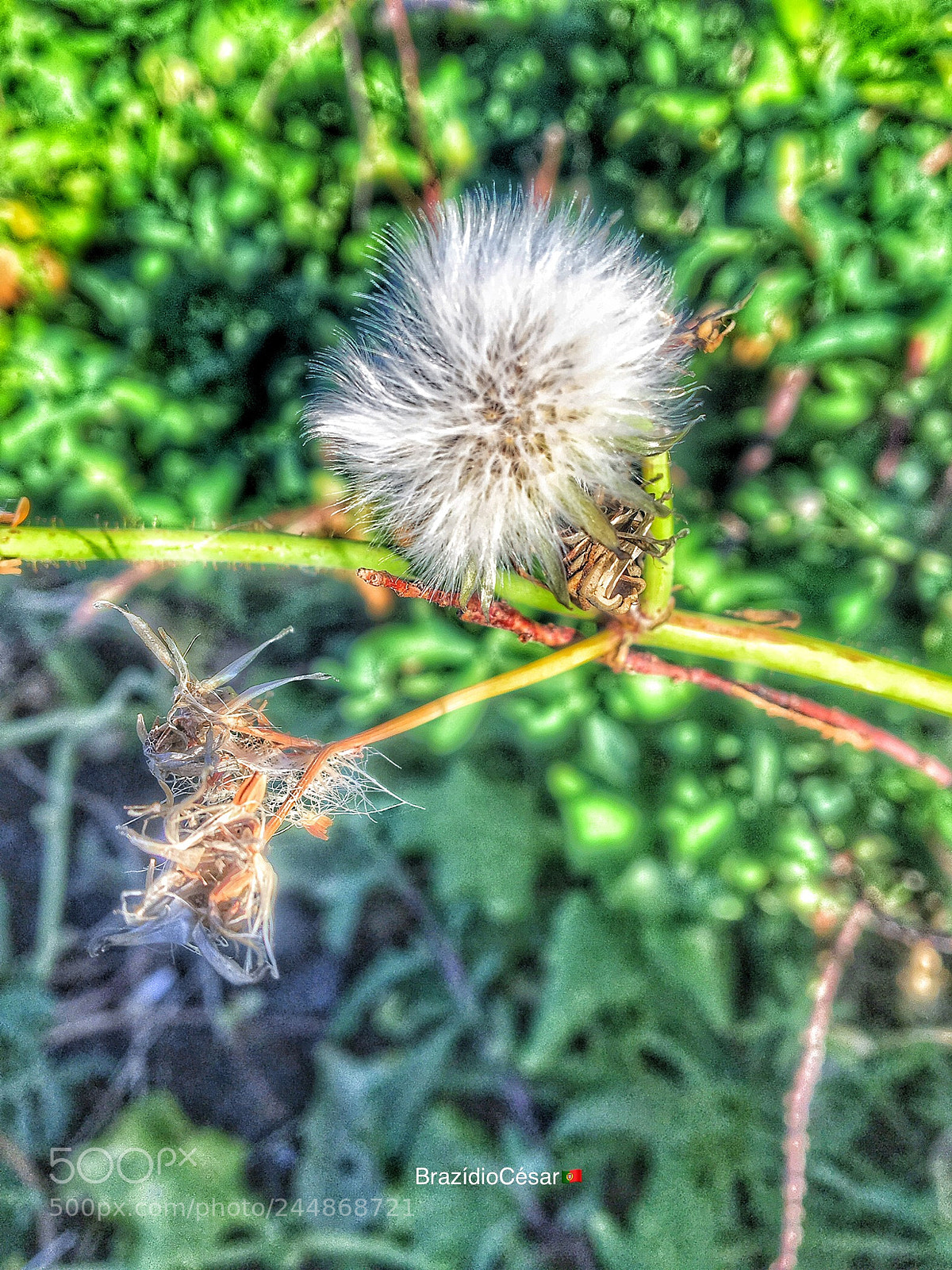 Apple iPhone 6s sample photo. Untitled photography