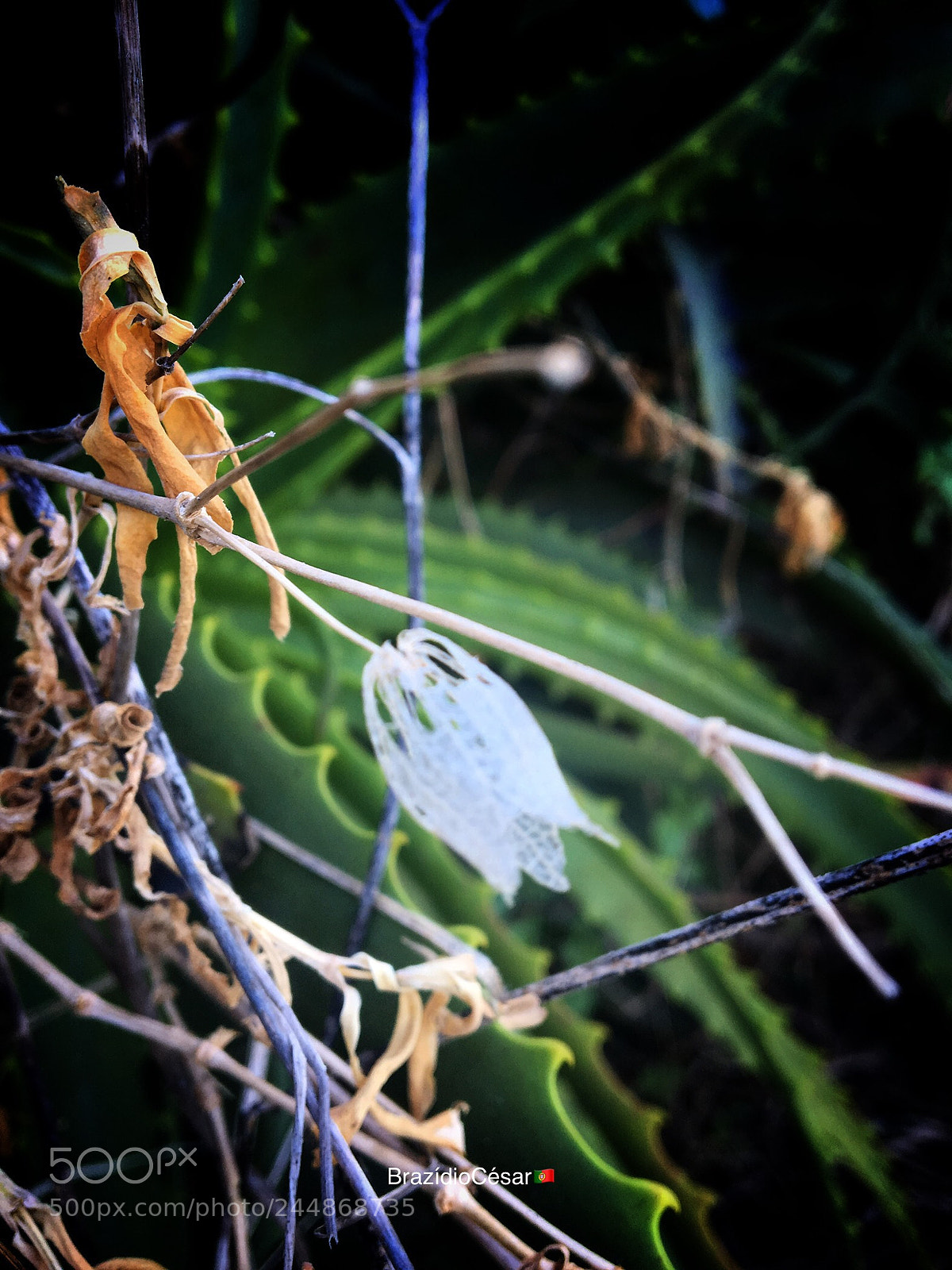 Apple iPhone 6s sample photo. Untitled photography