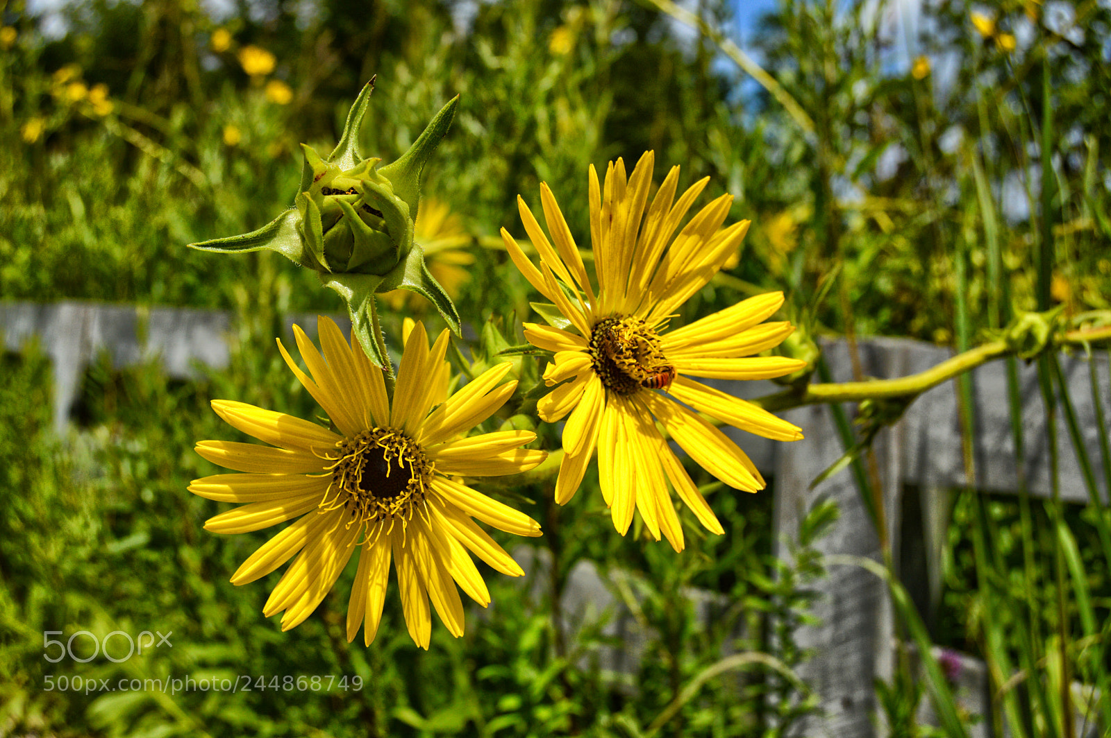 Nikon D3200 sample photo. Yellow flowers bee photography