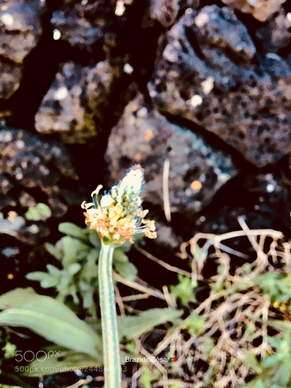Apple iPhone 6s sample photo. Untitled photography