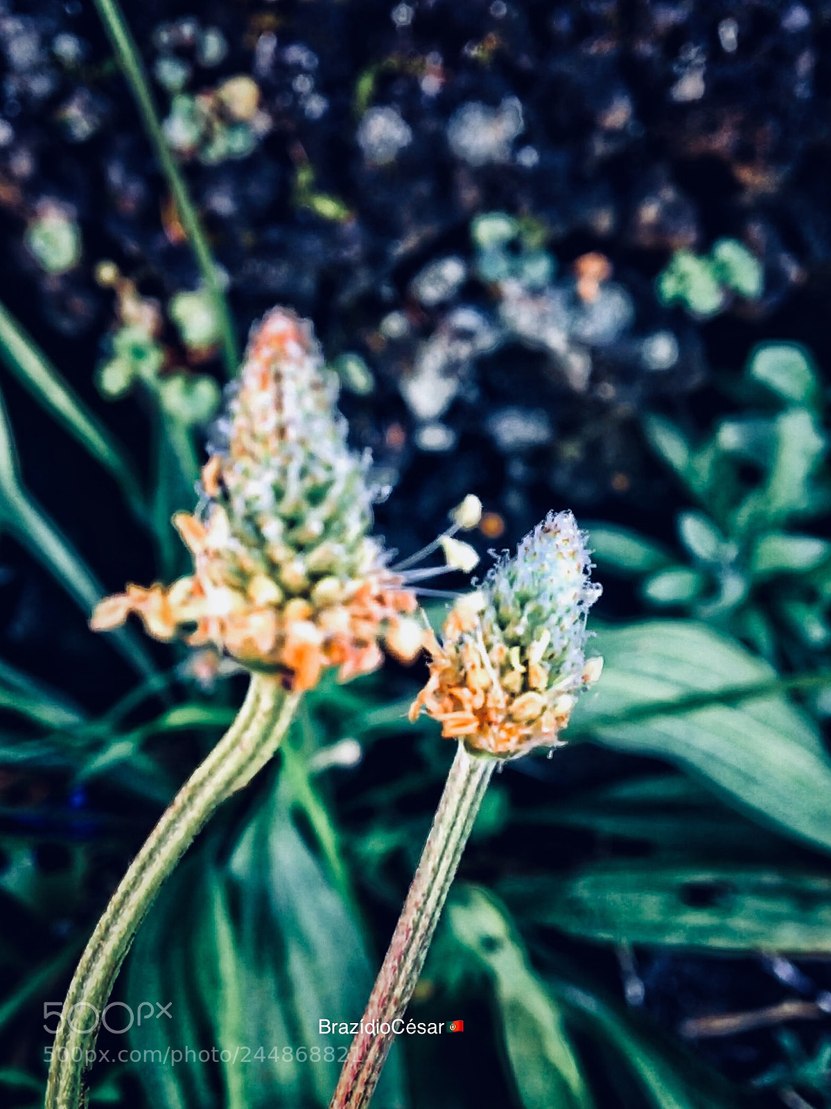 Apple iPhone 6s sample photo. Untitled photography