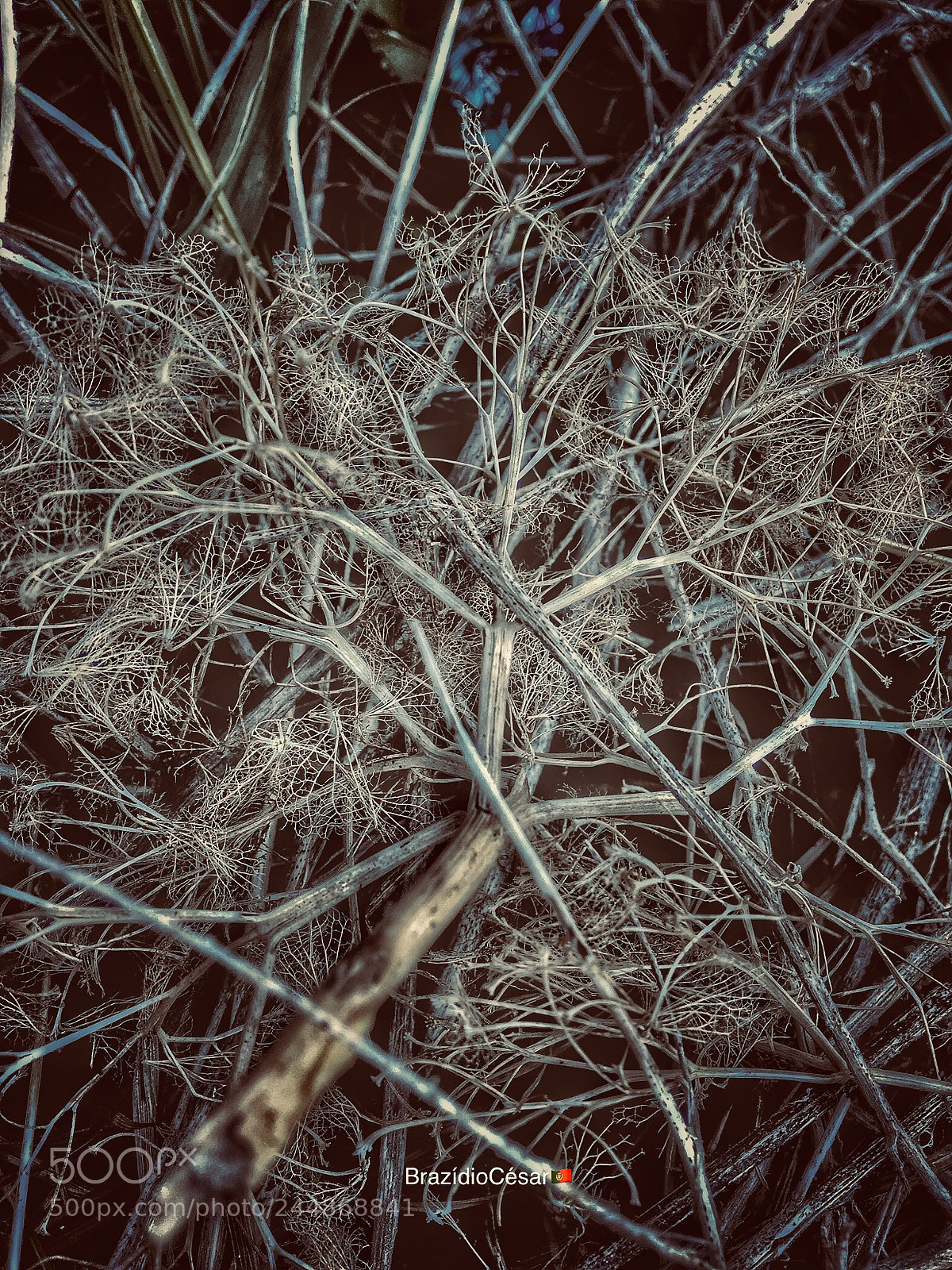 Apple iPhone 6s sample photo. Untitled photography