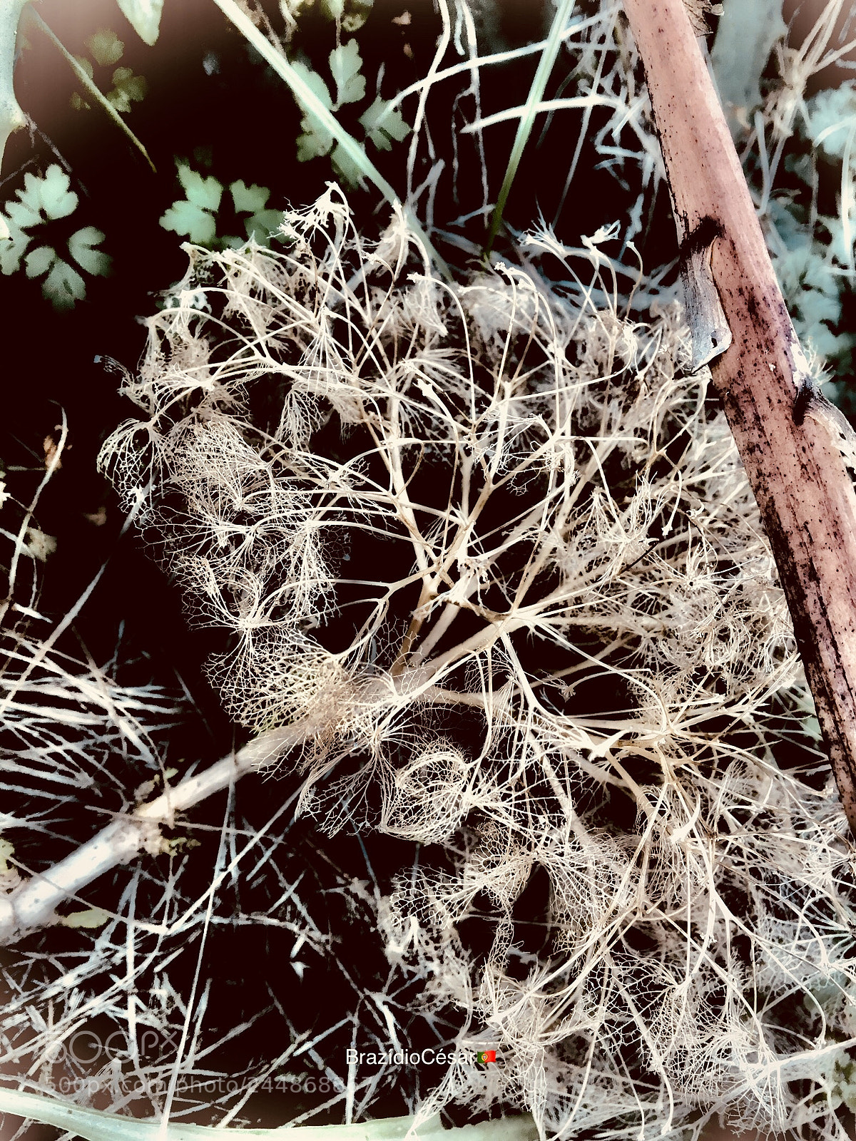 Apple iPhone 6s sample photo. Untitled photography