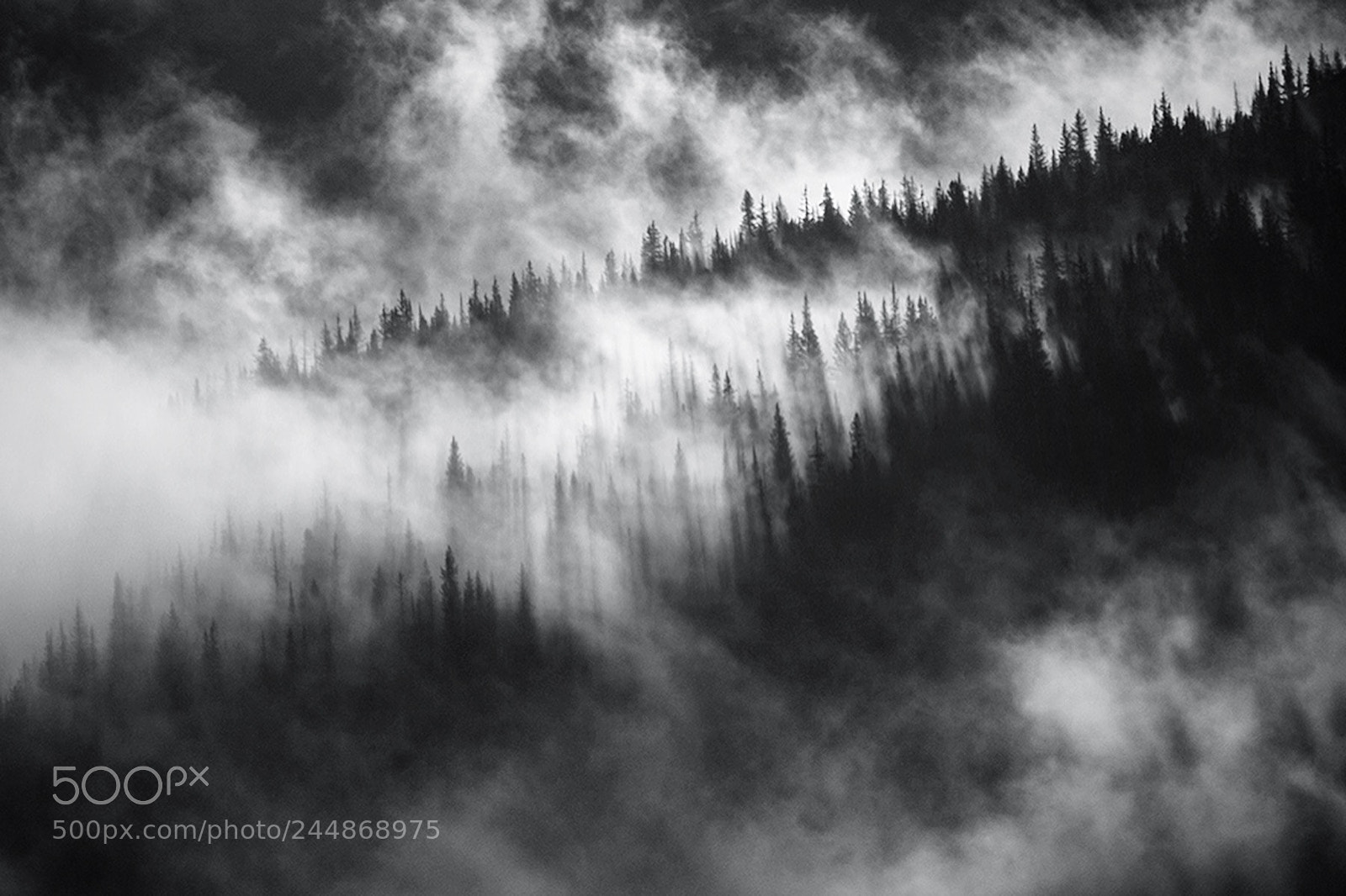 Canon EOS 7D Mark II sample photo. Foggy trees photography