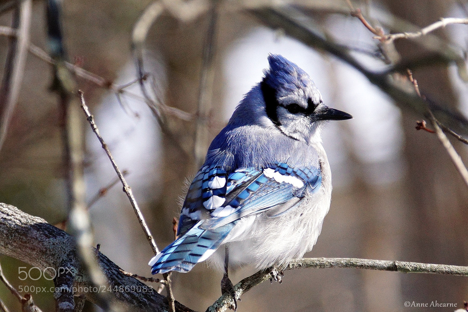 Sony ILCA-77M2 sample photo. Blue jay photography