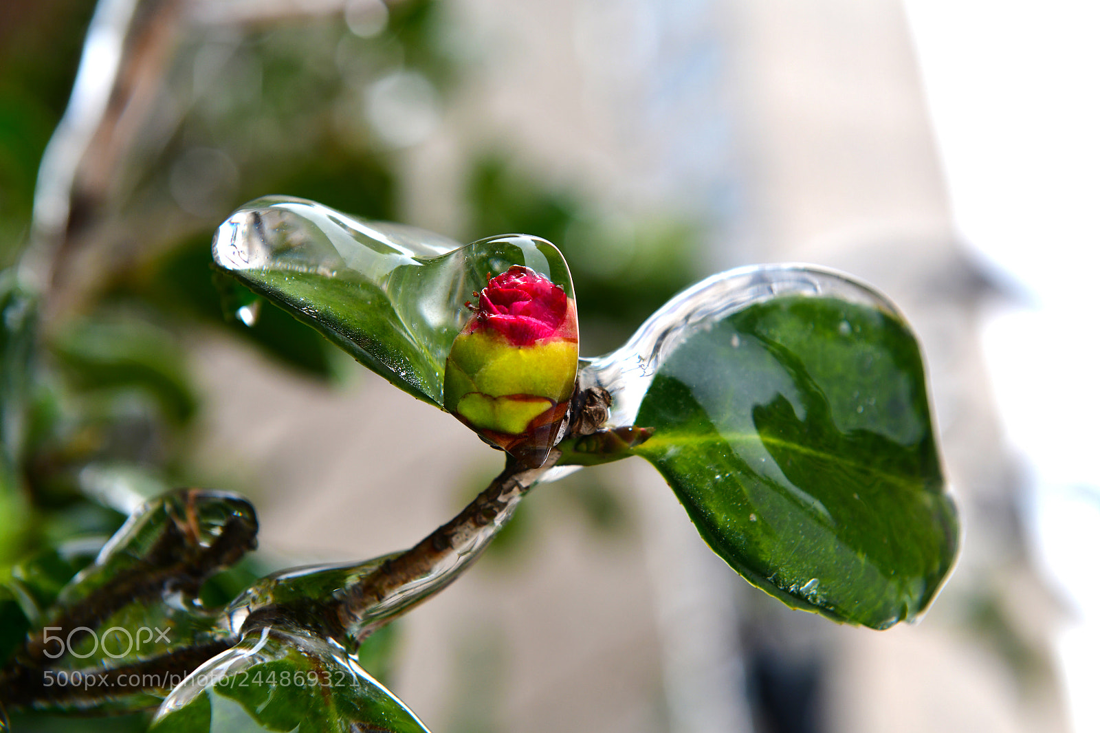 Nikon D850 sample photo. Untitled photography